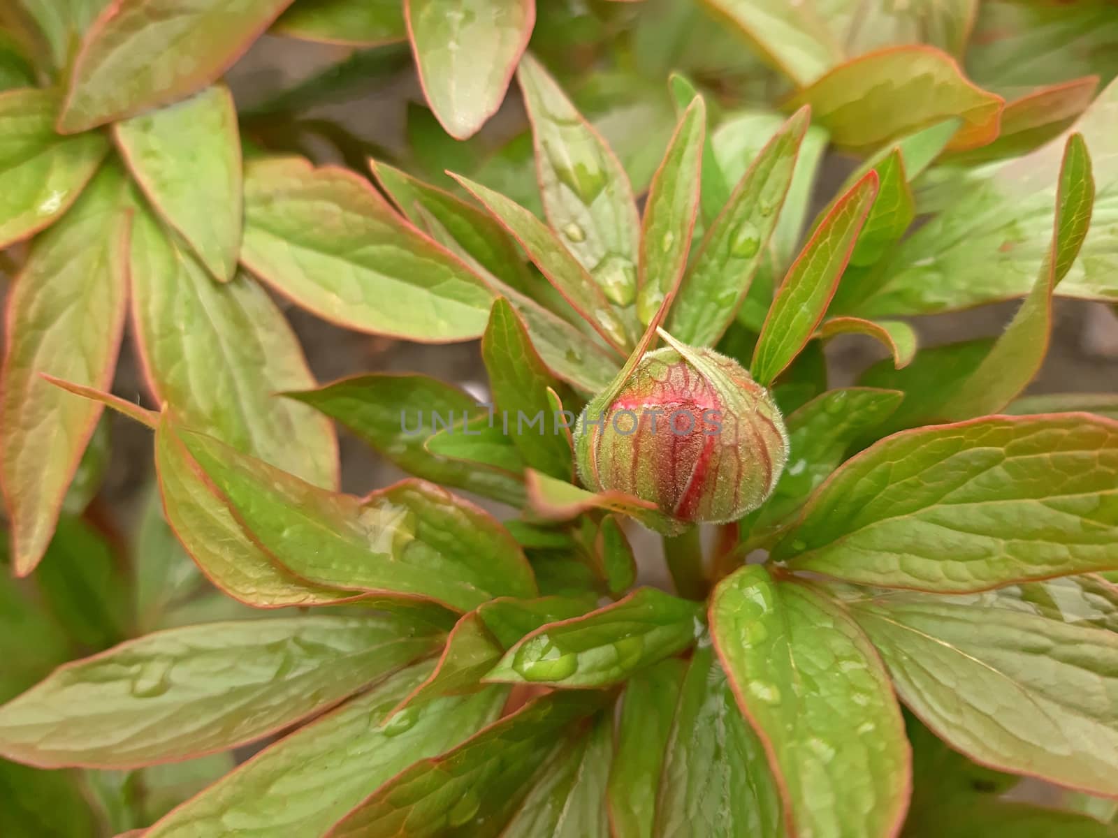 Peonies flower buds in the summer time by Mindru