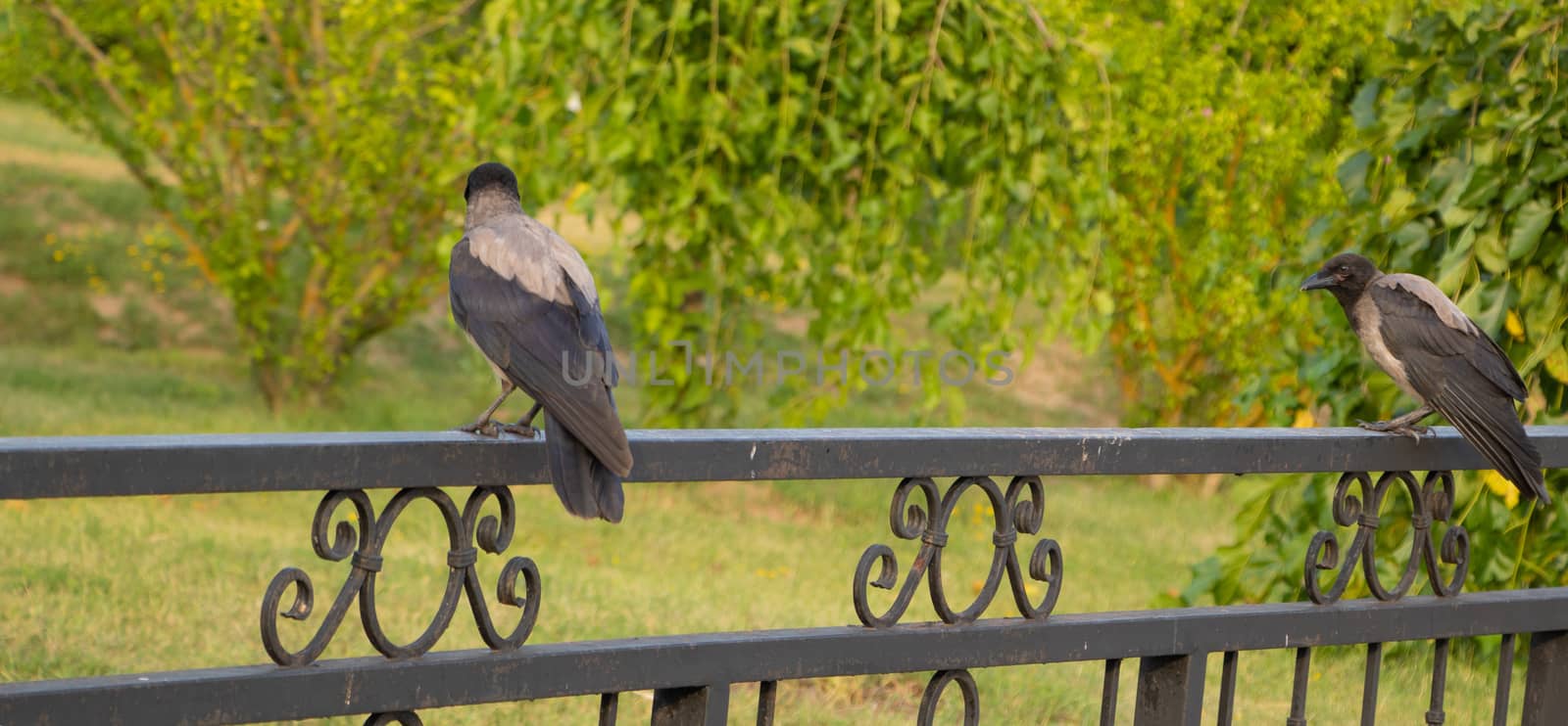 A crow sits on the fence in the park by Mindru