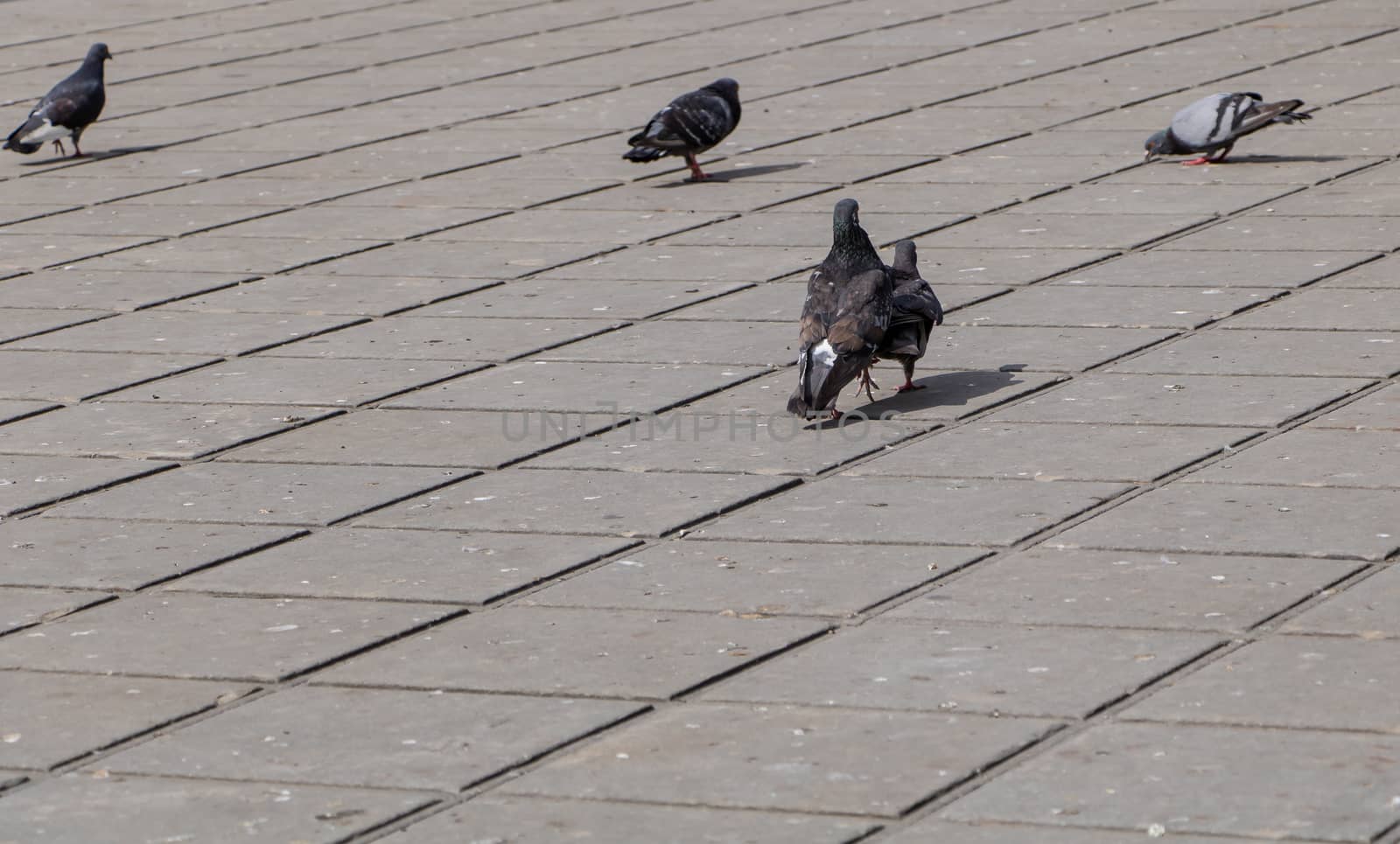 Some pigeon on the sidewalk in the city park by Mindru