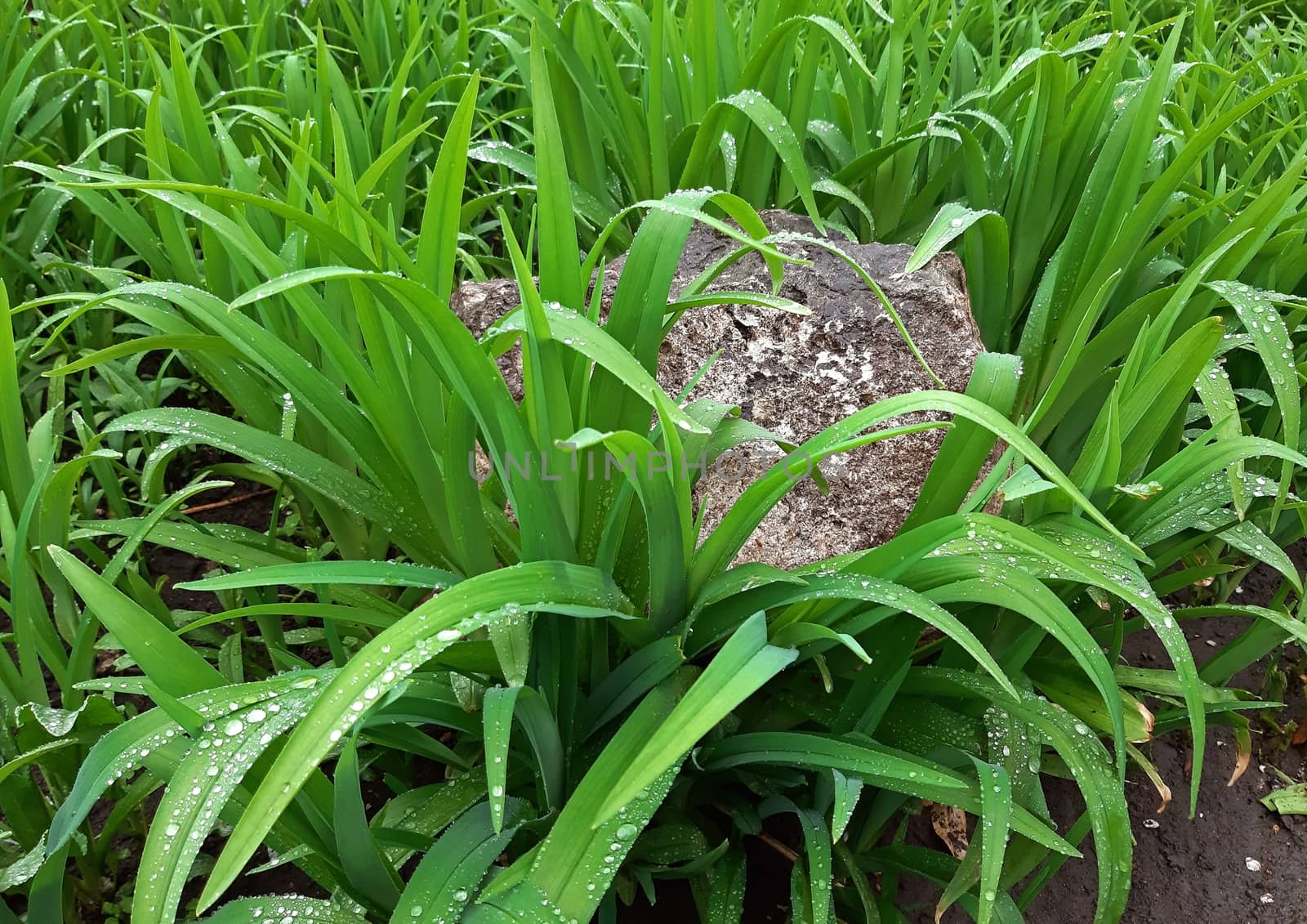 Wild day lily grows around a decorative stone by Mindru