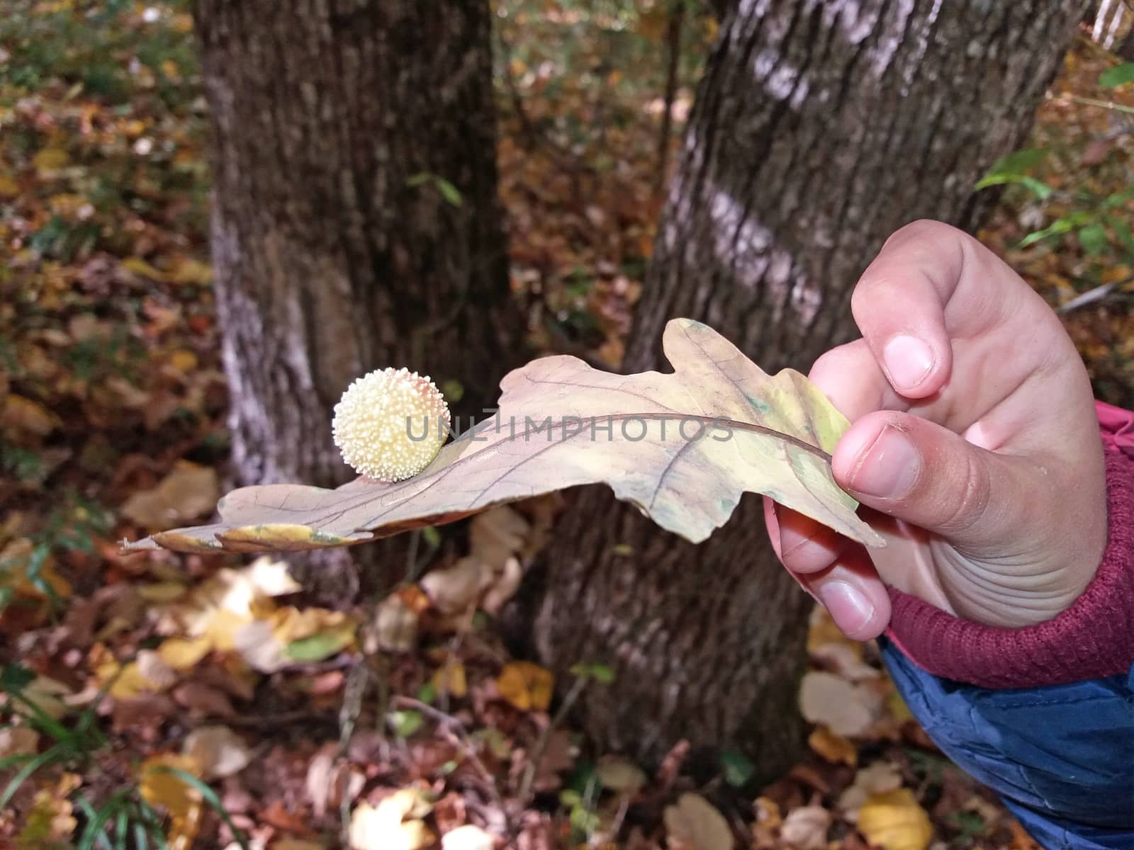 The oak leaf in the hand of a boy by Mindru