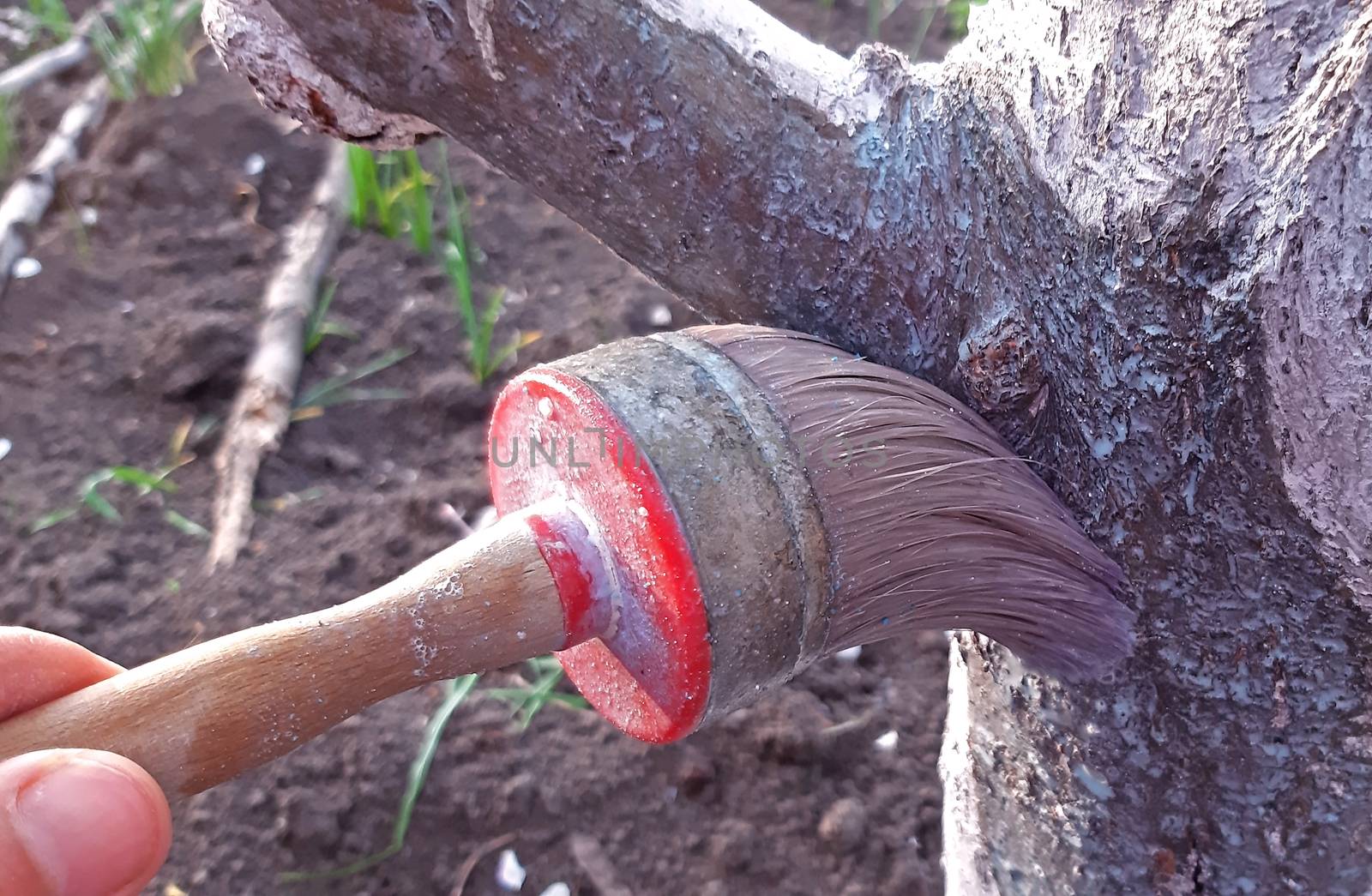 Painting tree with lime in the spring.