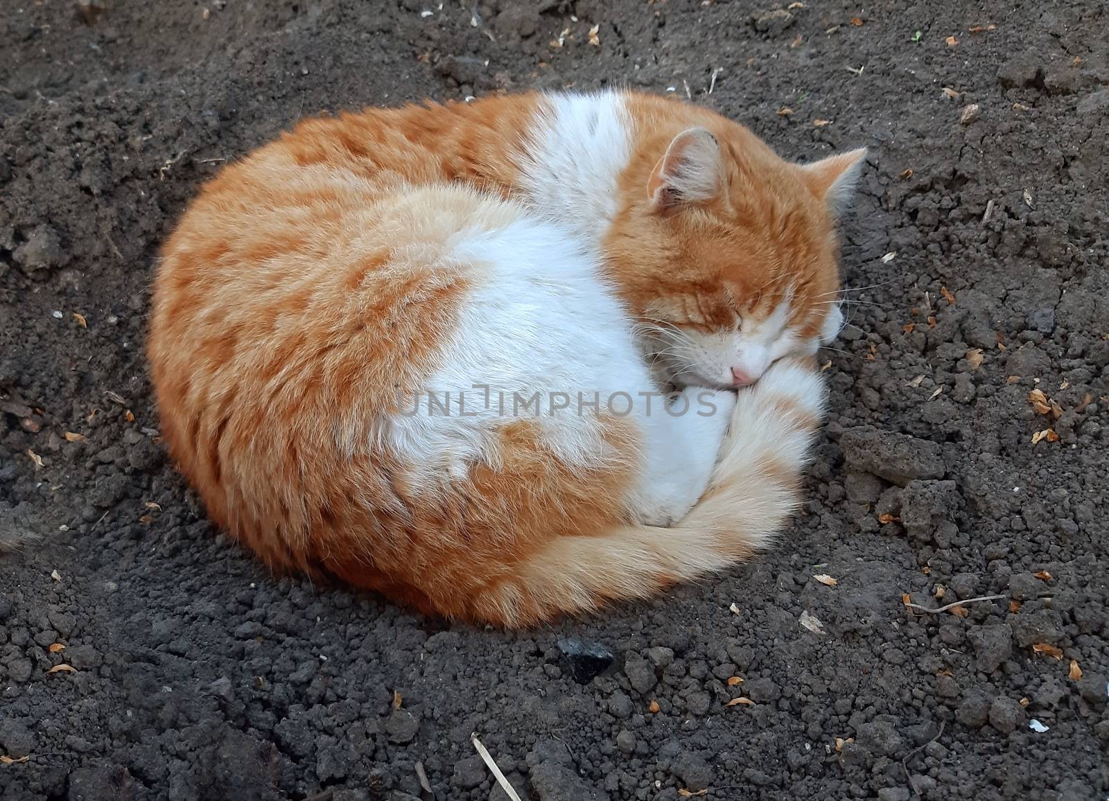 A beautiful orange cat sleeping outside on the surface of the soil.