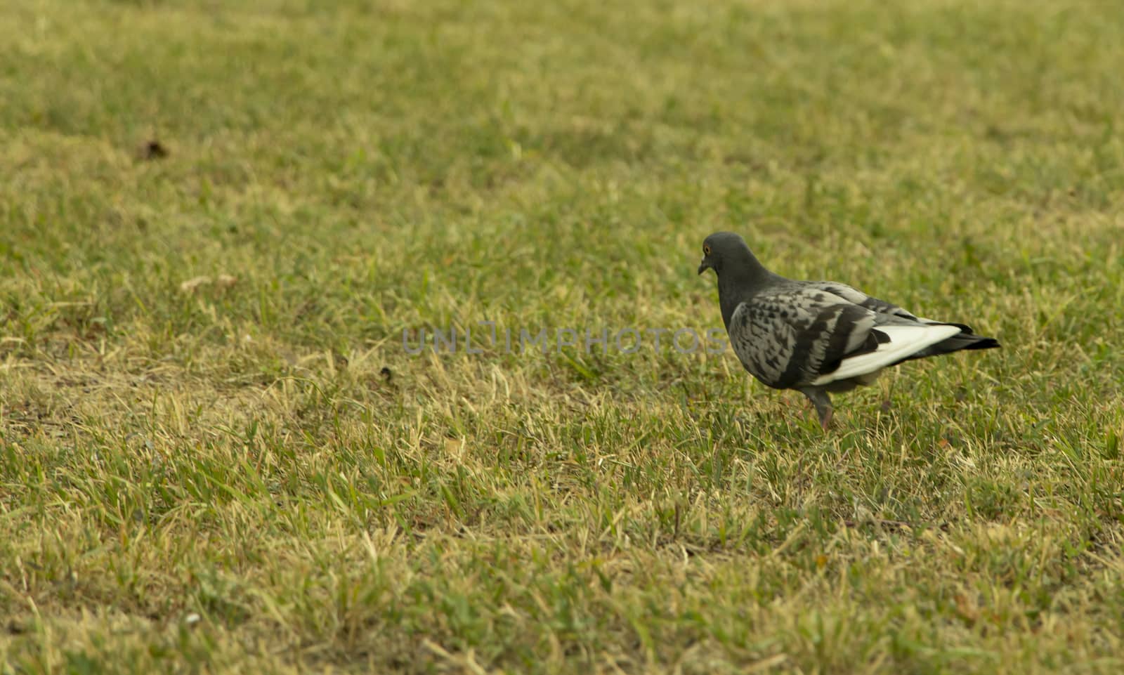A pigeon in the green grass in city.