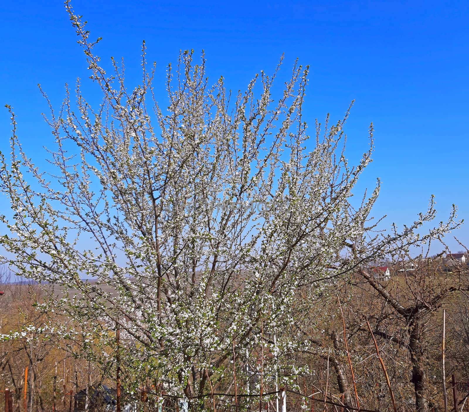 Beautiful blooming tree on blue sky in spring.