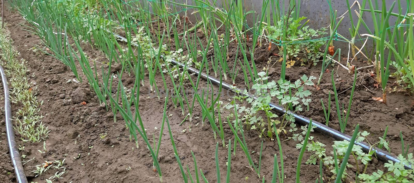 Onion cultivation in the greenhouse, irrigation system