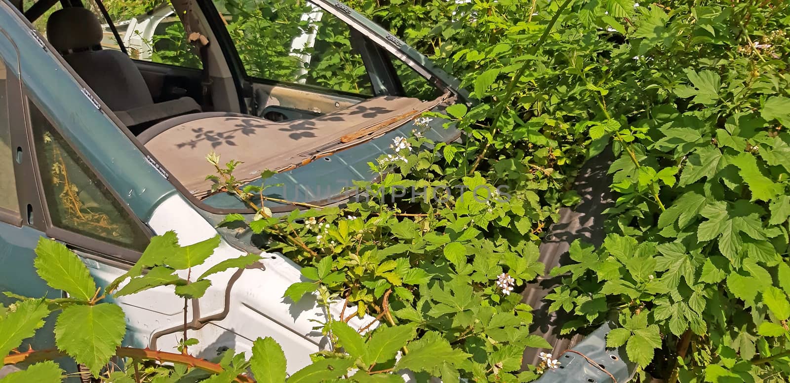 Abandoned and broken car. Grows wild plants in it by Mindru