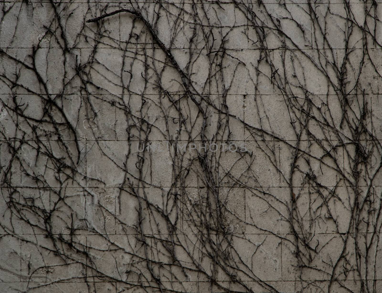 Dry plant texture extended on a wall.