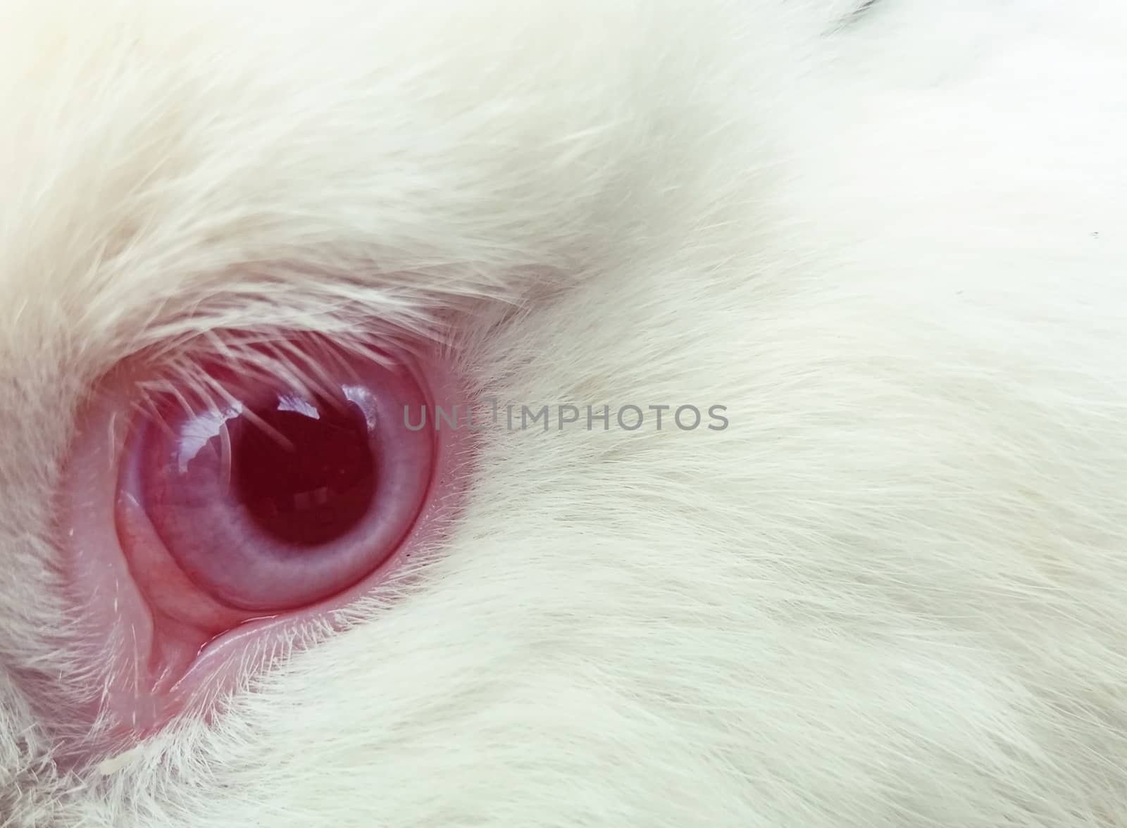 Rabbit eye with beautiful fur by Mindru