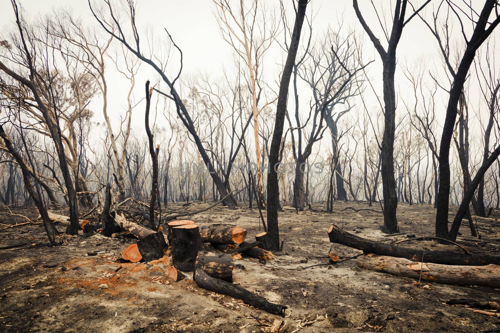 Bushfire burnt gum trees in The Blue Mountains in Australia