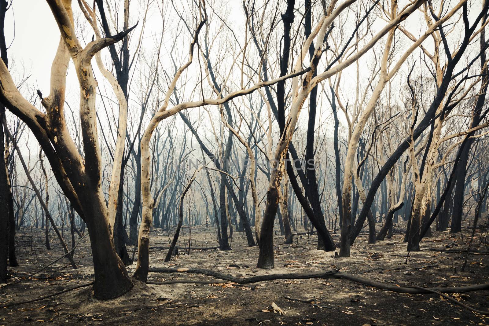 Bushfire burnt gum trees in The Blue Mountains in Australia