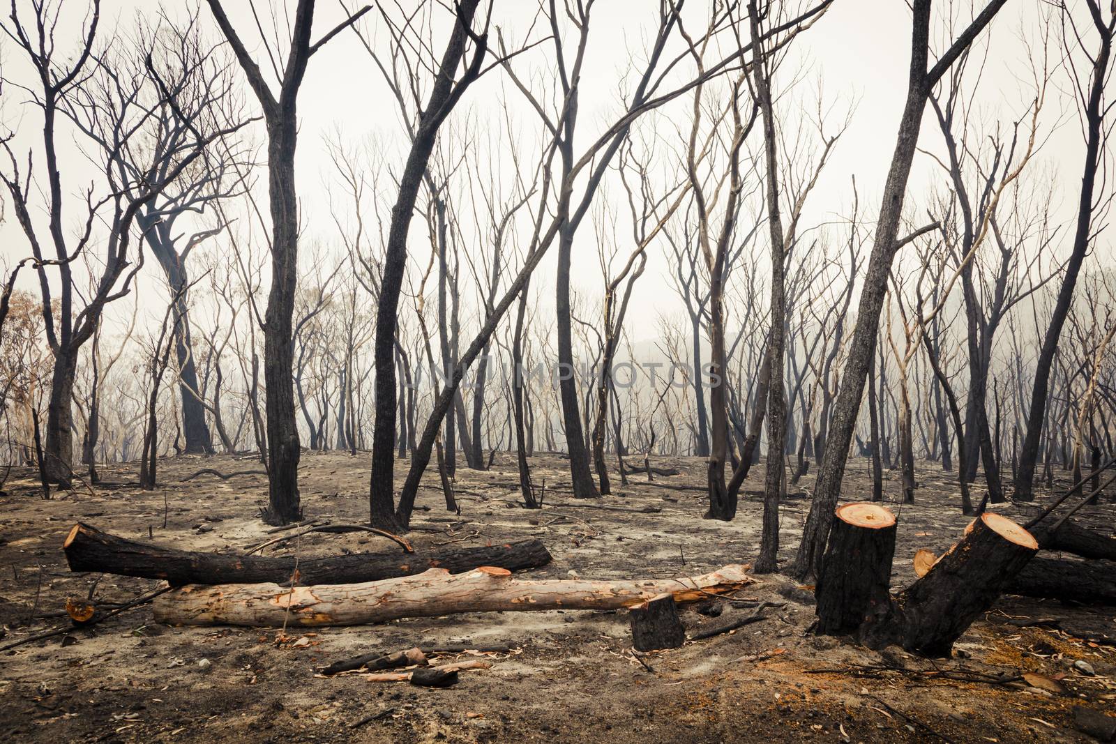 Gum Trees burnt by bushfire in The Blue Mountains in Australia by WittkePhotos