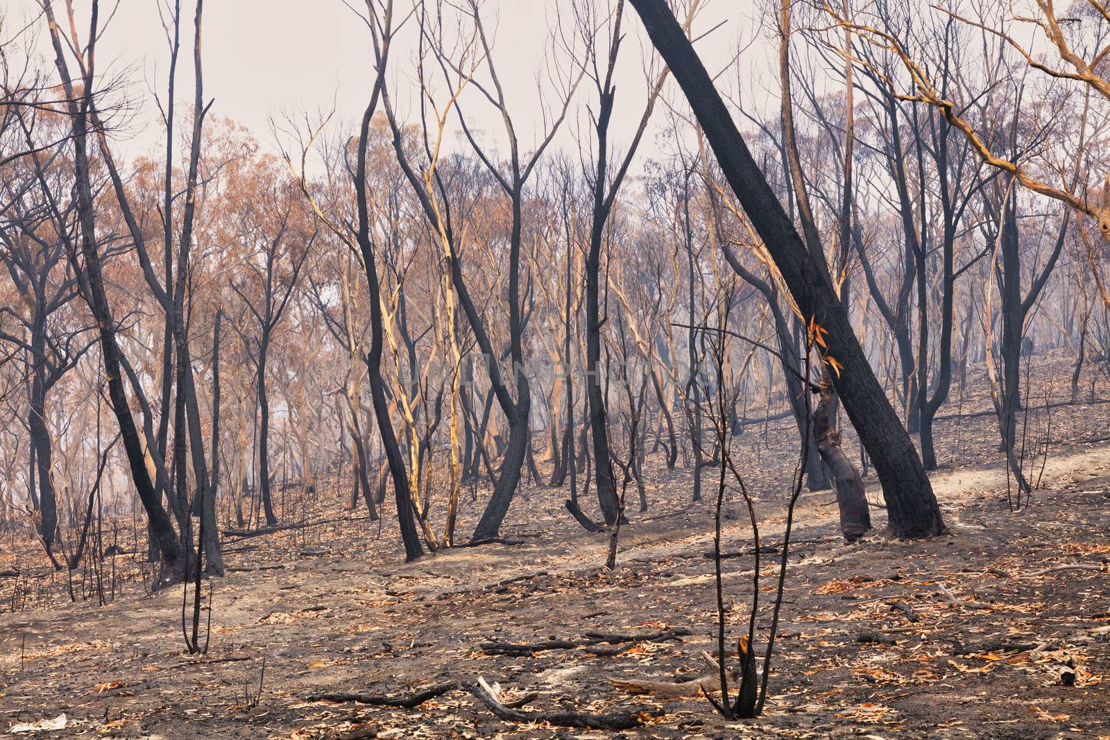 Gum Trees burnt by bushfire in The Blue Mountains in Australia by WittkePhotos