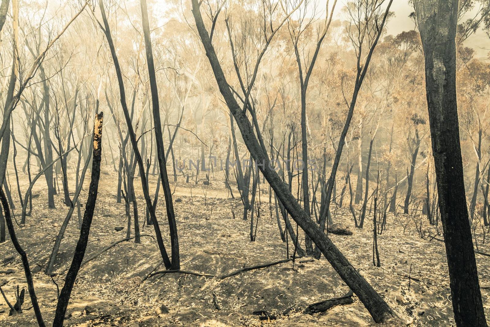 Gum Trees burnt by bushfire in The Blue Mountains in Australia by WittkePhotos