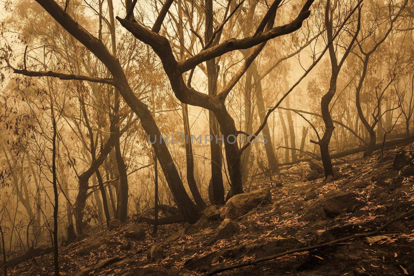 Gum Trees burnt by bushfire in The Blue Mountains in Australia by WittkePhotos
