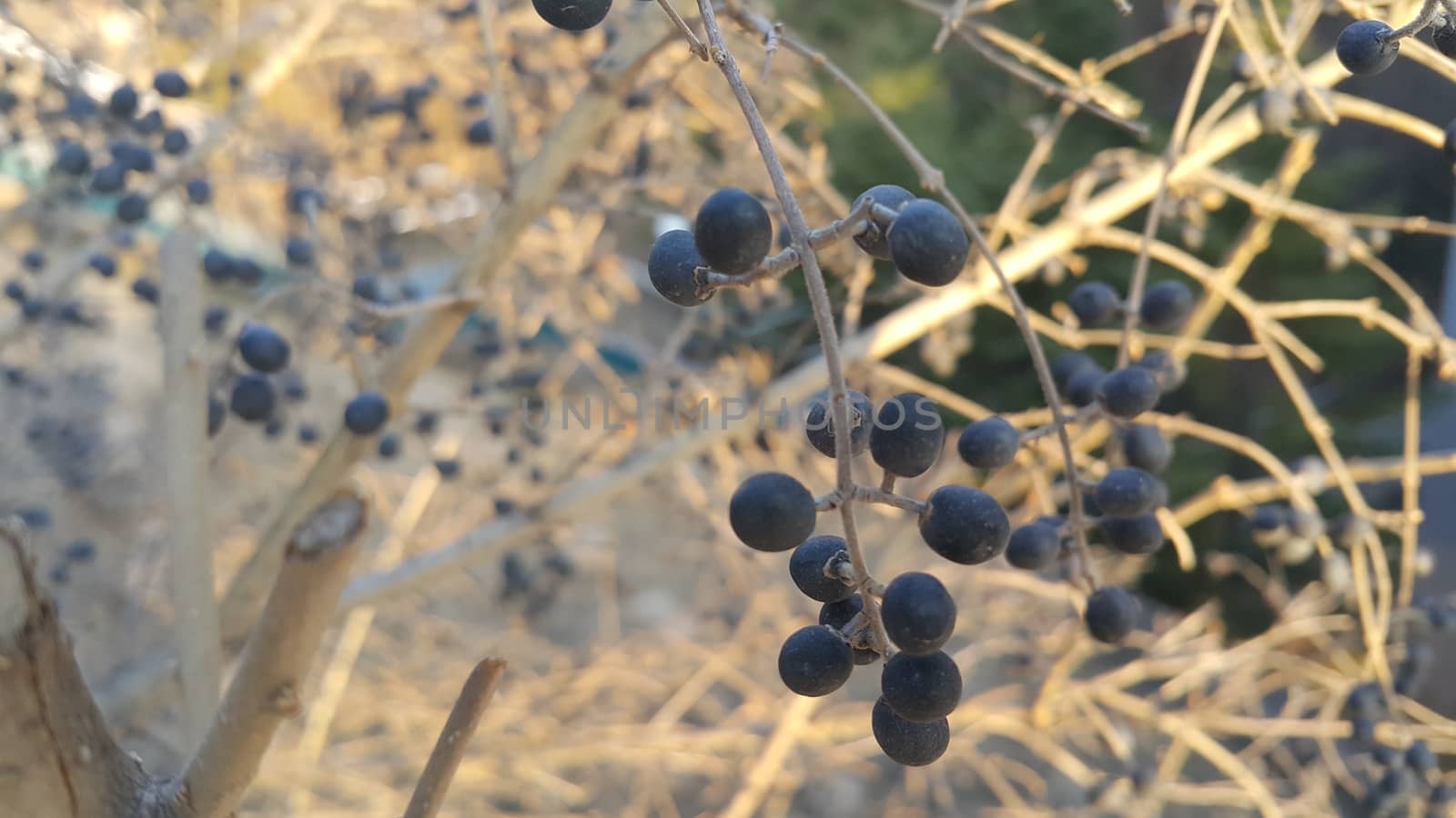 Closeup view of Black mountain ash berries: A selective focus view