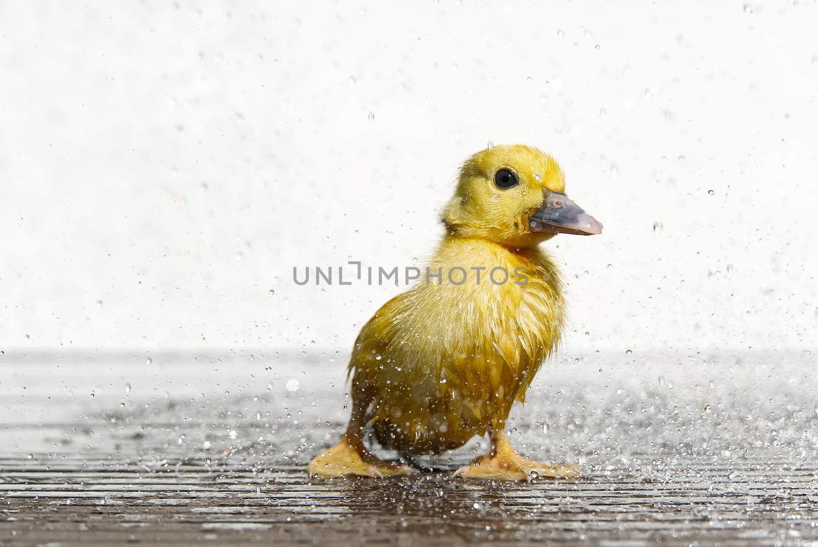 NewBorn little Cute wet duckling under rain drops. Raining wather concept. by PhotoTime