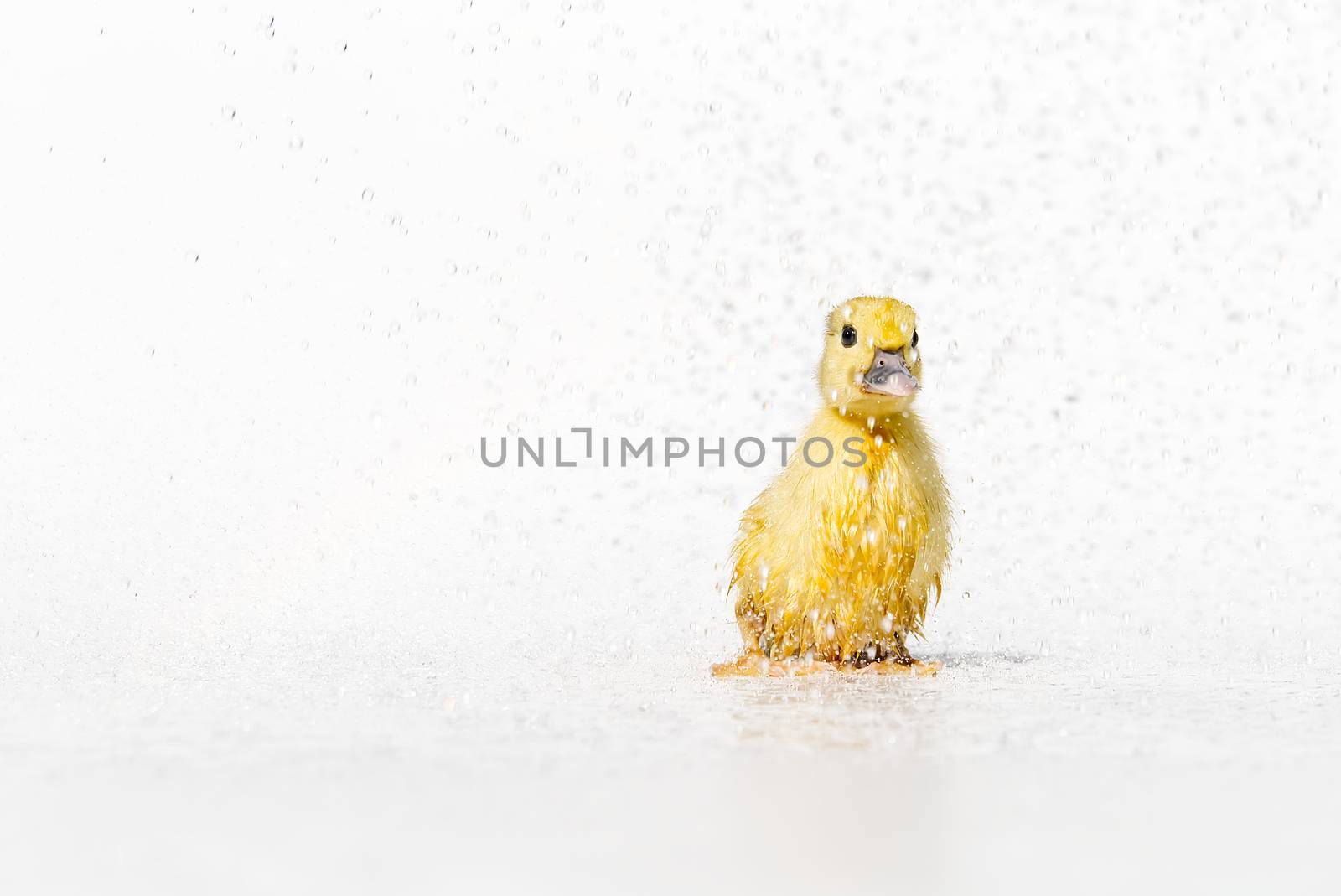 Yellow newborn little cute wet duckling under rain drops on white background