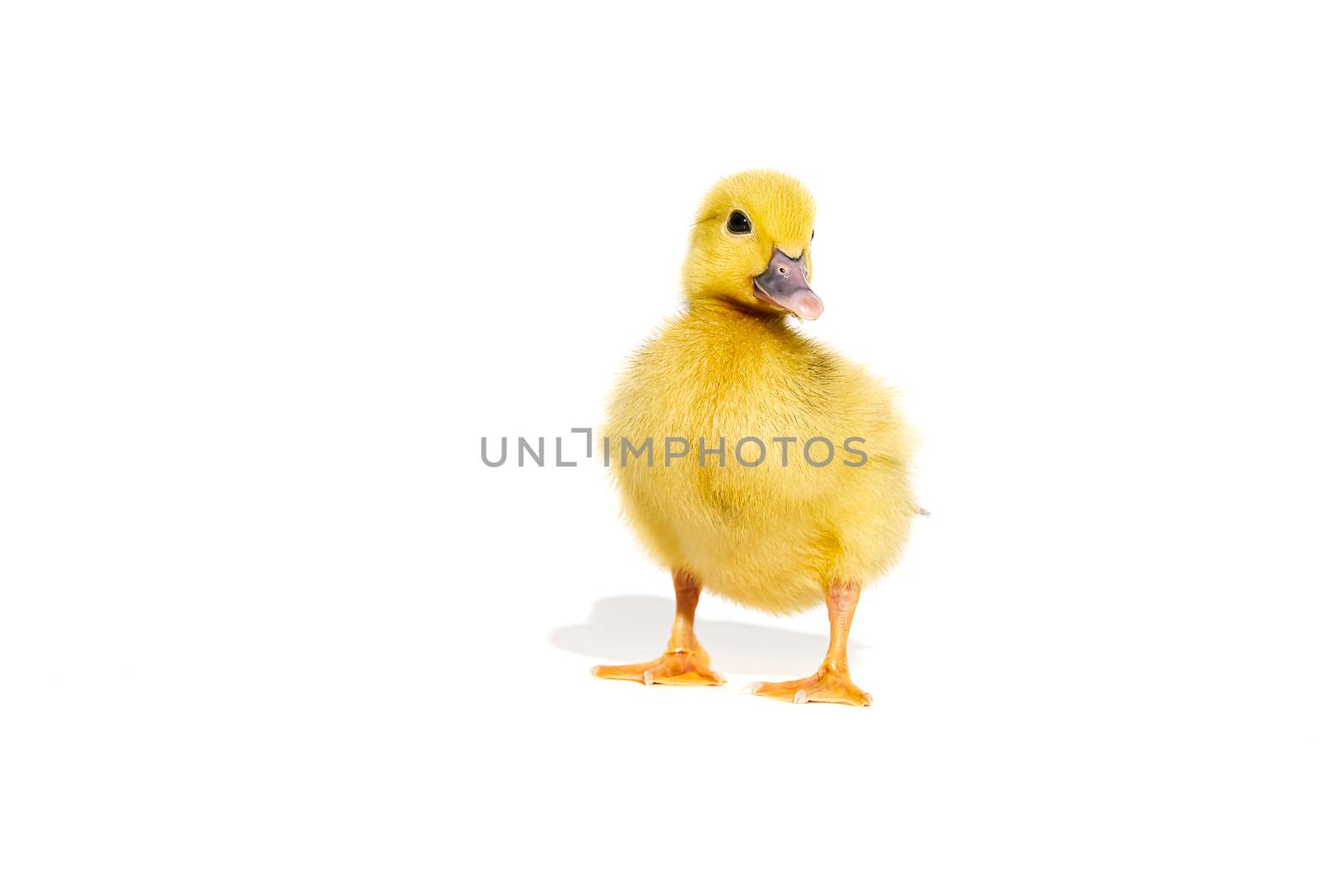 NewBorn little Cute yellow duckling isolated on white. by PhotoTime