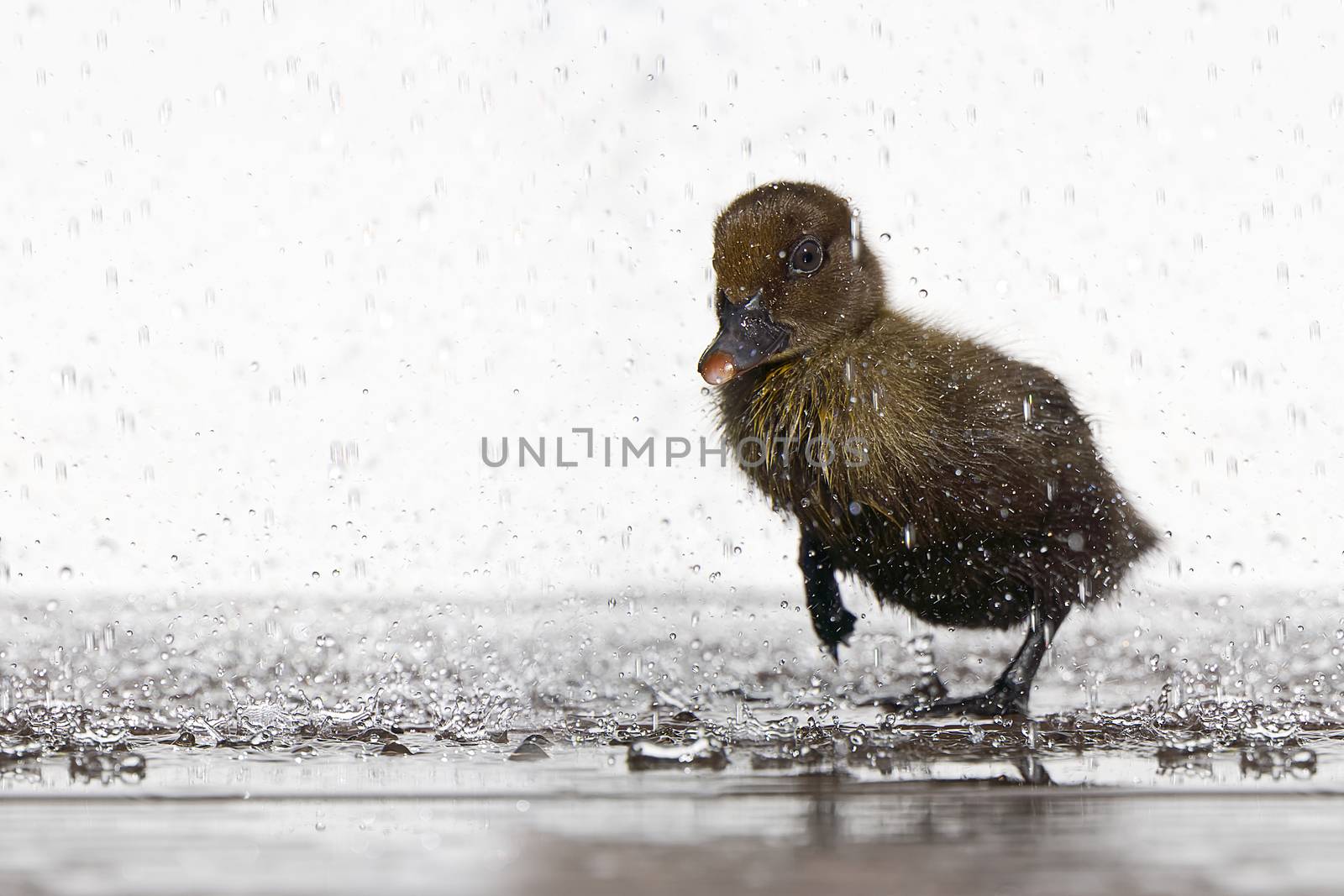 NewBorn little Cute wet duckling under rain drops. Raining wather concept. by PhotoTime