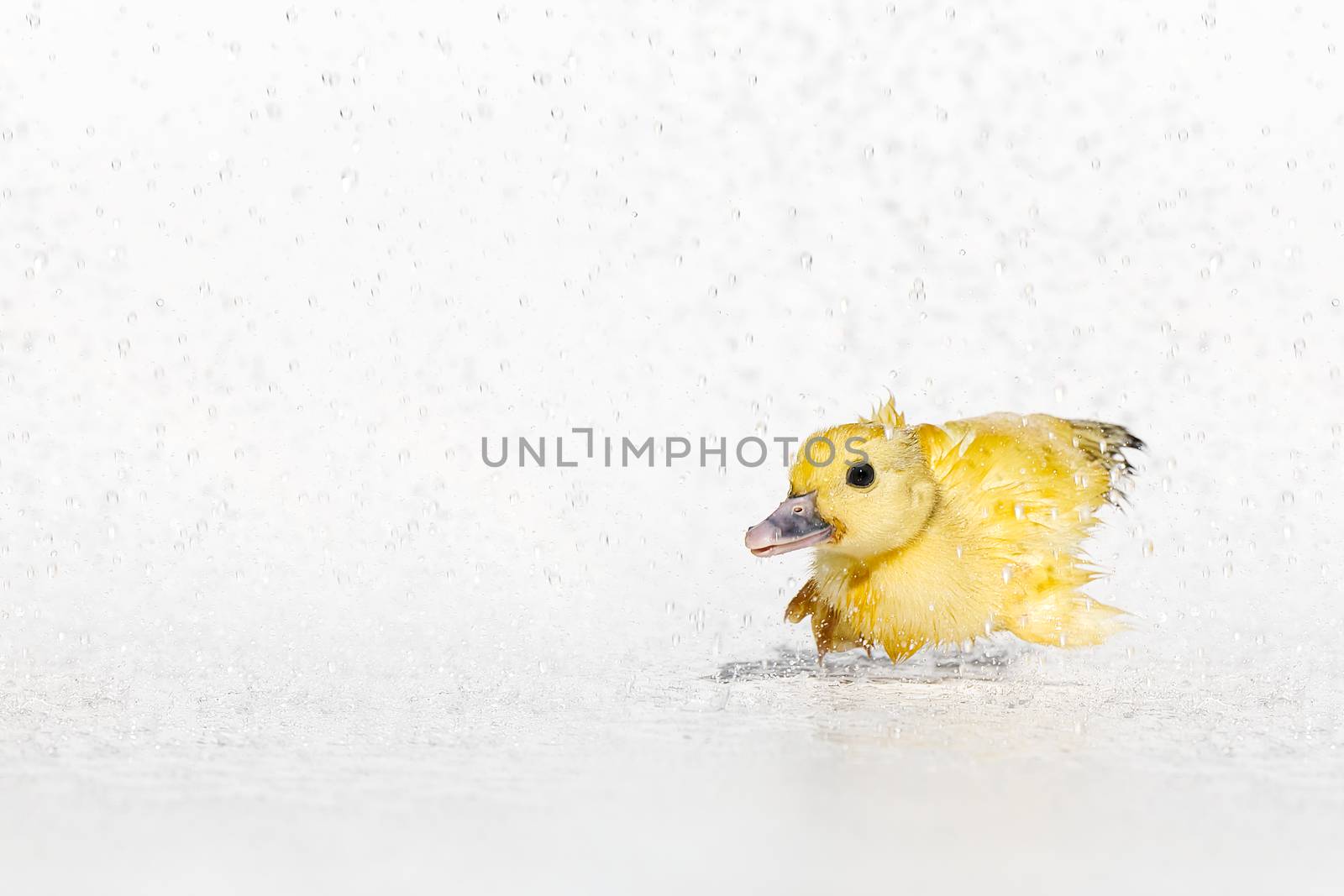 Yellow newborn little cute wet duckling under rain drops on white background. by PhotoTime
