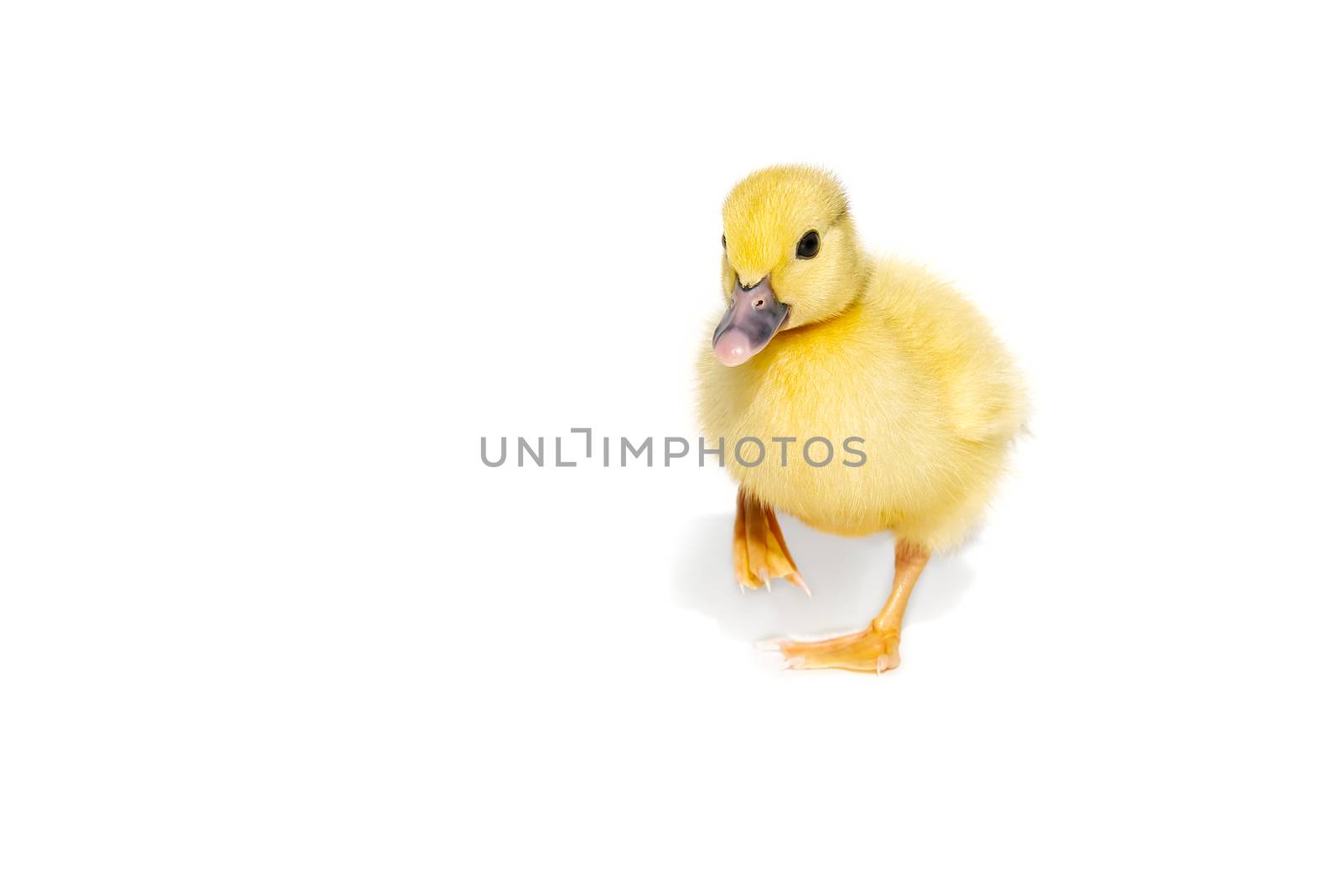 NewBorn little Cute yellow duckling isolated on white