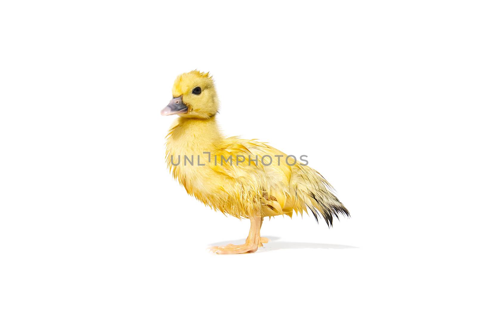 NewBorn little Cute yellow wet duckling isolated on white