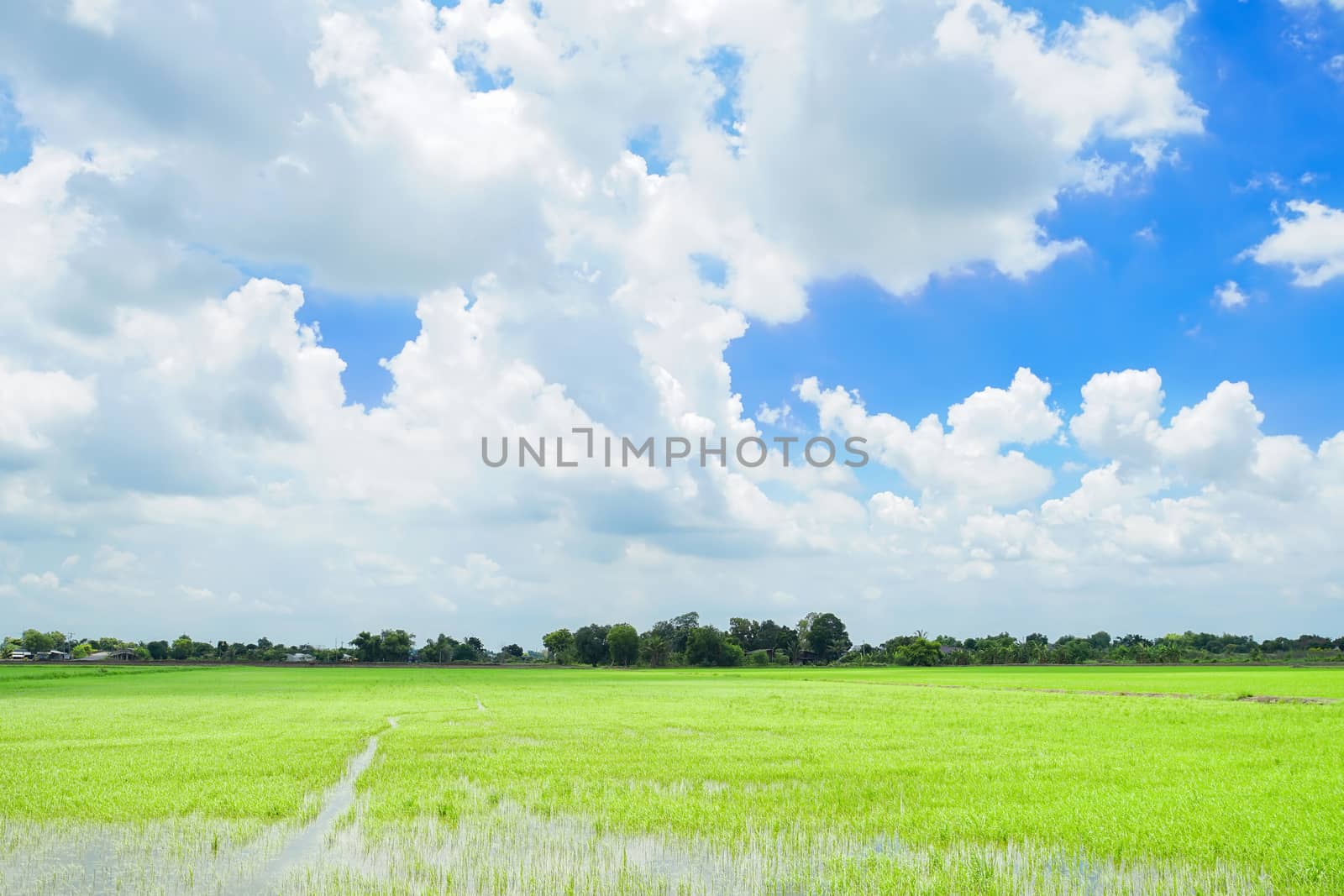 Thai rice field with cloudy sky background in Bang Nam Priao district, Chachoengsao province, Thailand.