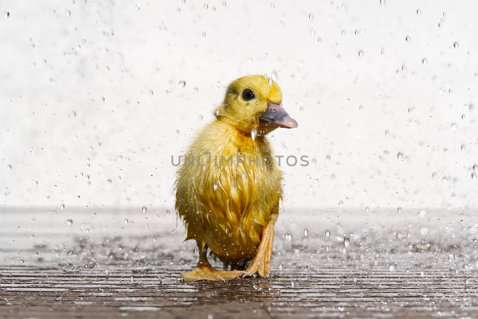 NewBorn little Cute wet duckling under rain drops. Raining wather concept