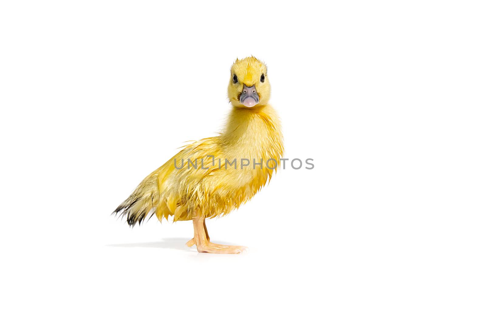 NewBorn little Cute yellow wet duckling isolated on white. by PhotoTime