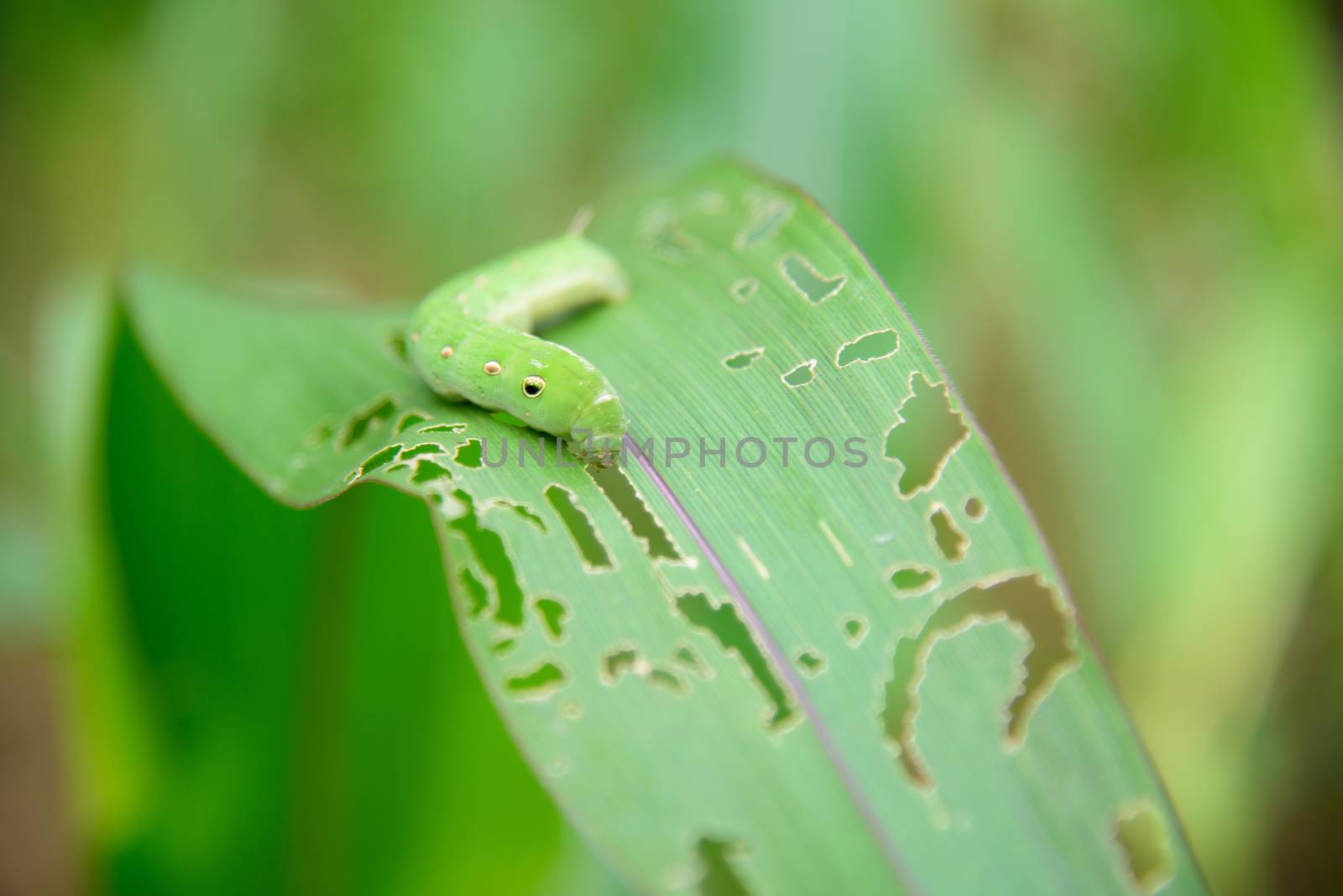 Green worm on tree leaf by rukawajung