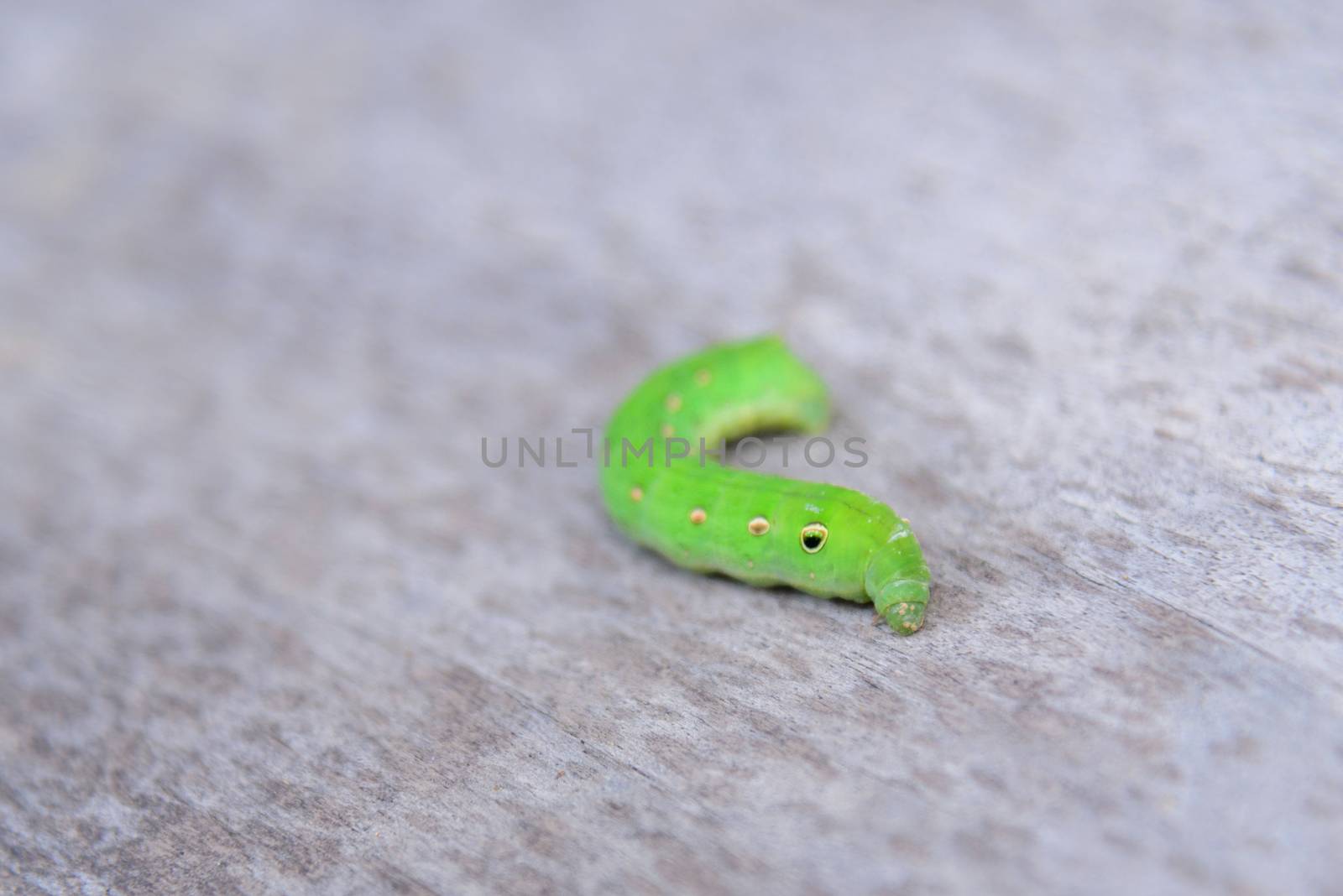 big Green worm  on wood plate by rukawajung