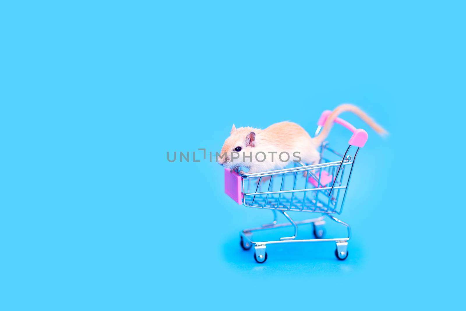 A Mongolian gerbil sits in a small shopping cart. Selling a pet. Hand rodents