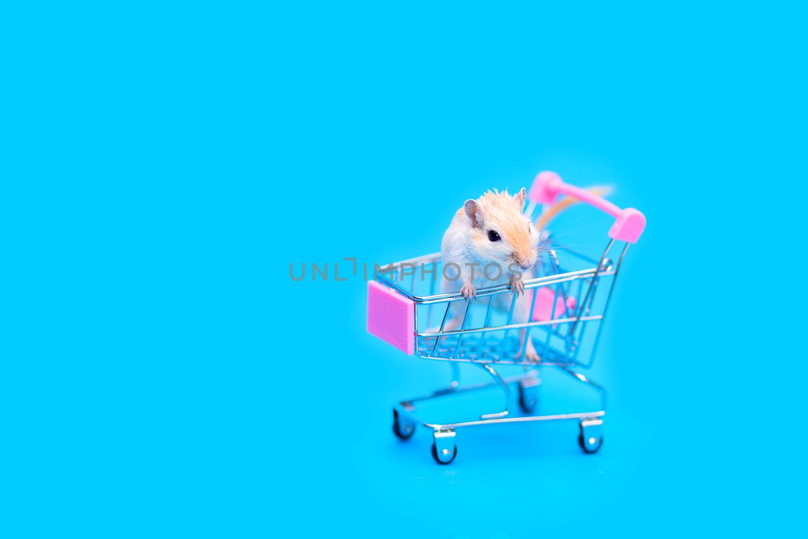 A Mongolian gerbil sits in a small shopping cart. Selling a pet. Hand rodents