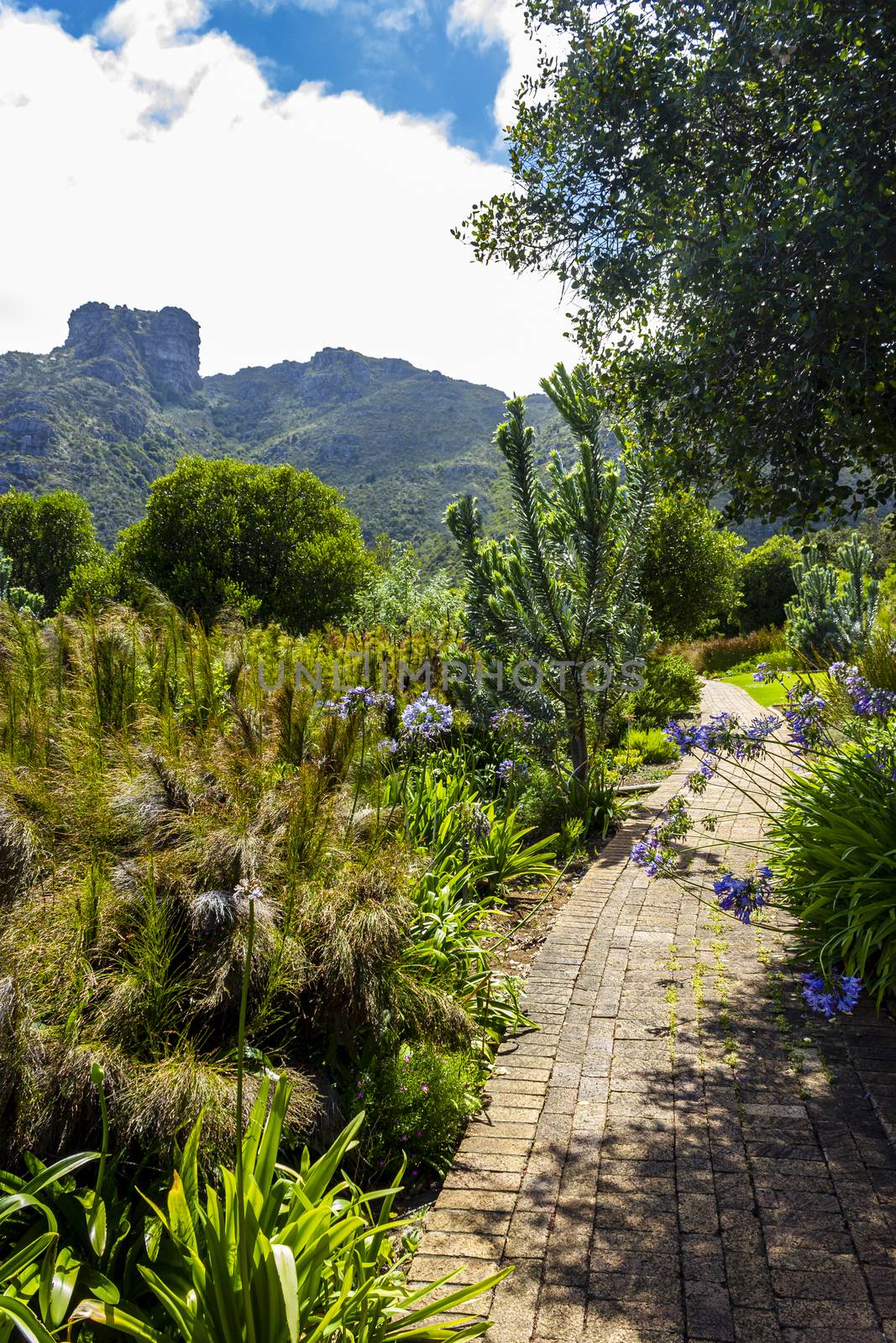 Trail Walking path in Kirstenbosch National Botanical Garden, Cape Town. by Arkadij