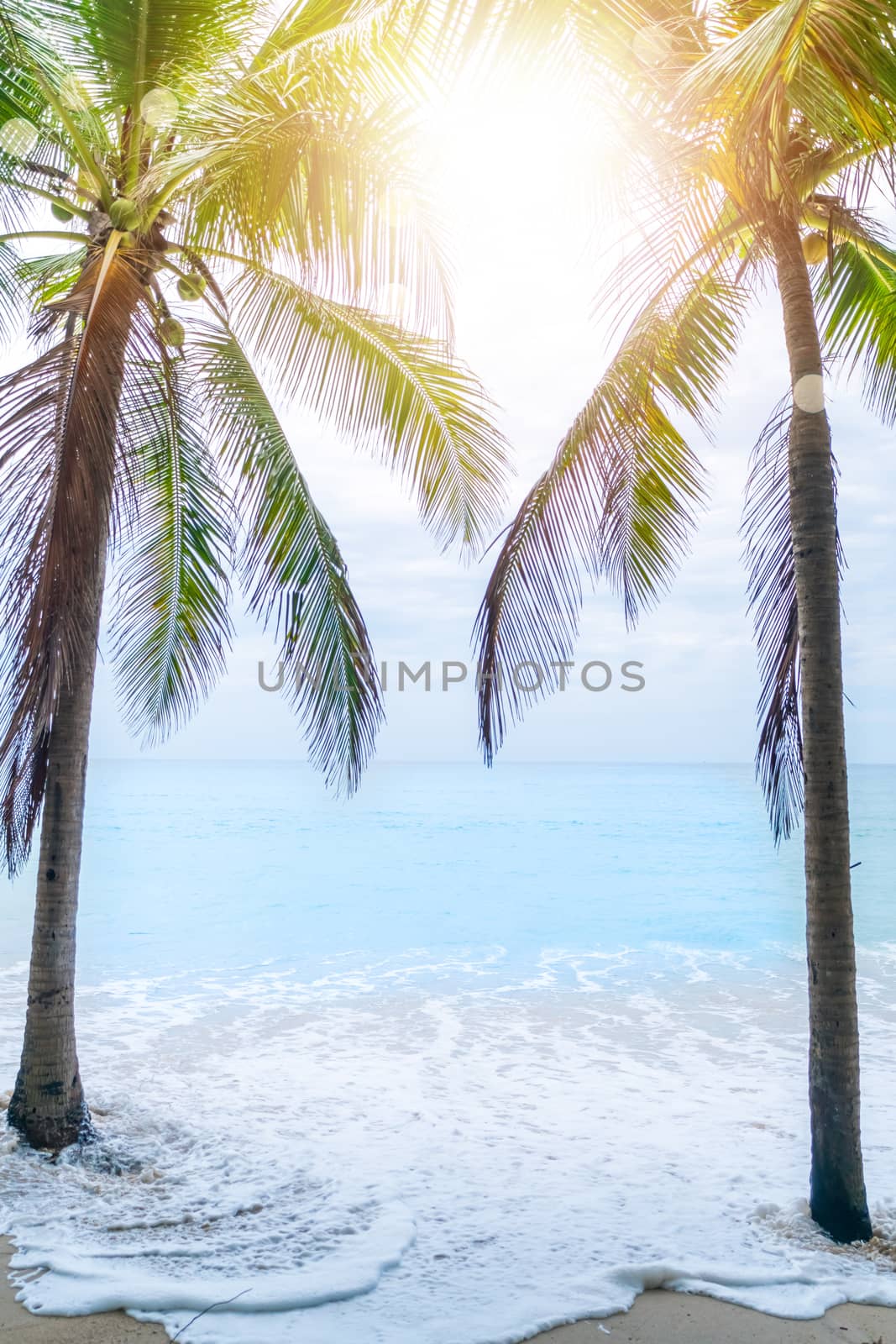 Tropical nature clean beach and white sand in summer with palm tree leaf sun light blue sky and bokeh abstract  background.