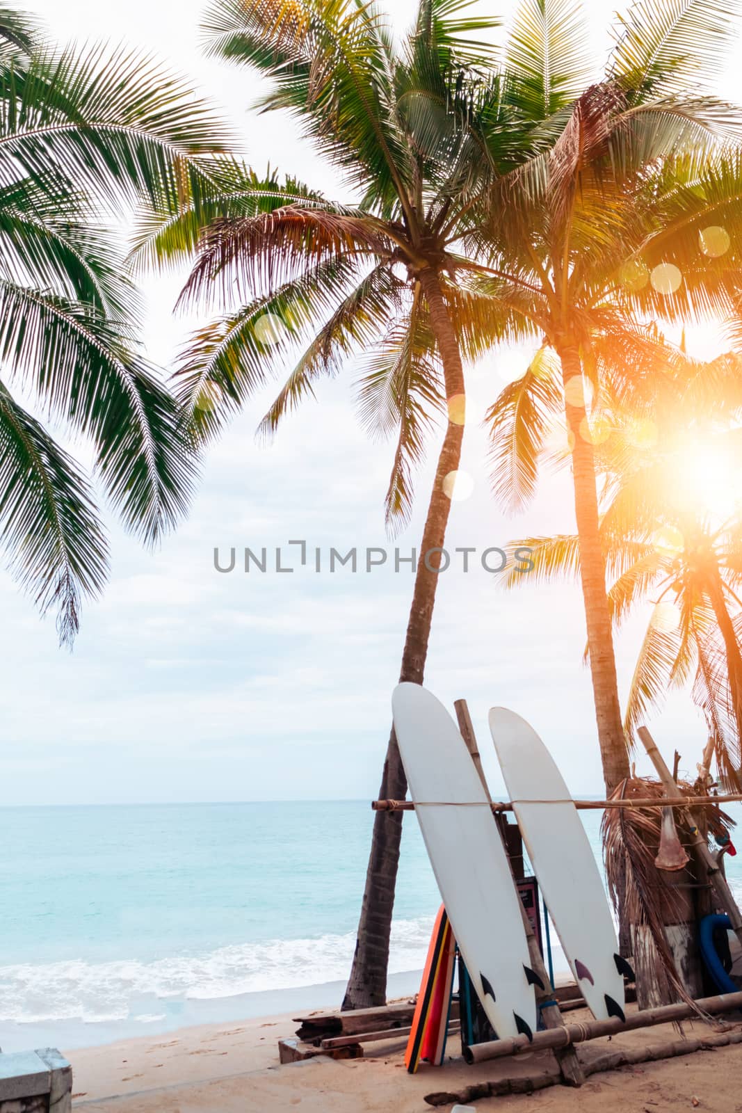 Many surfboards beside coconut trees at summer beach with sun light and blue sky background.