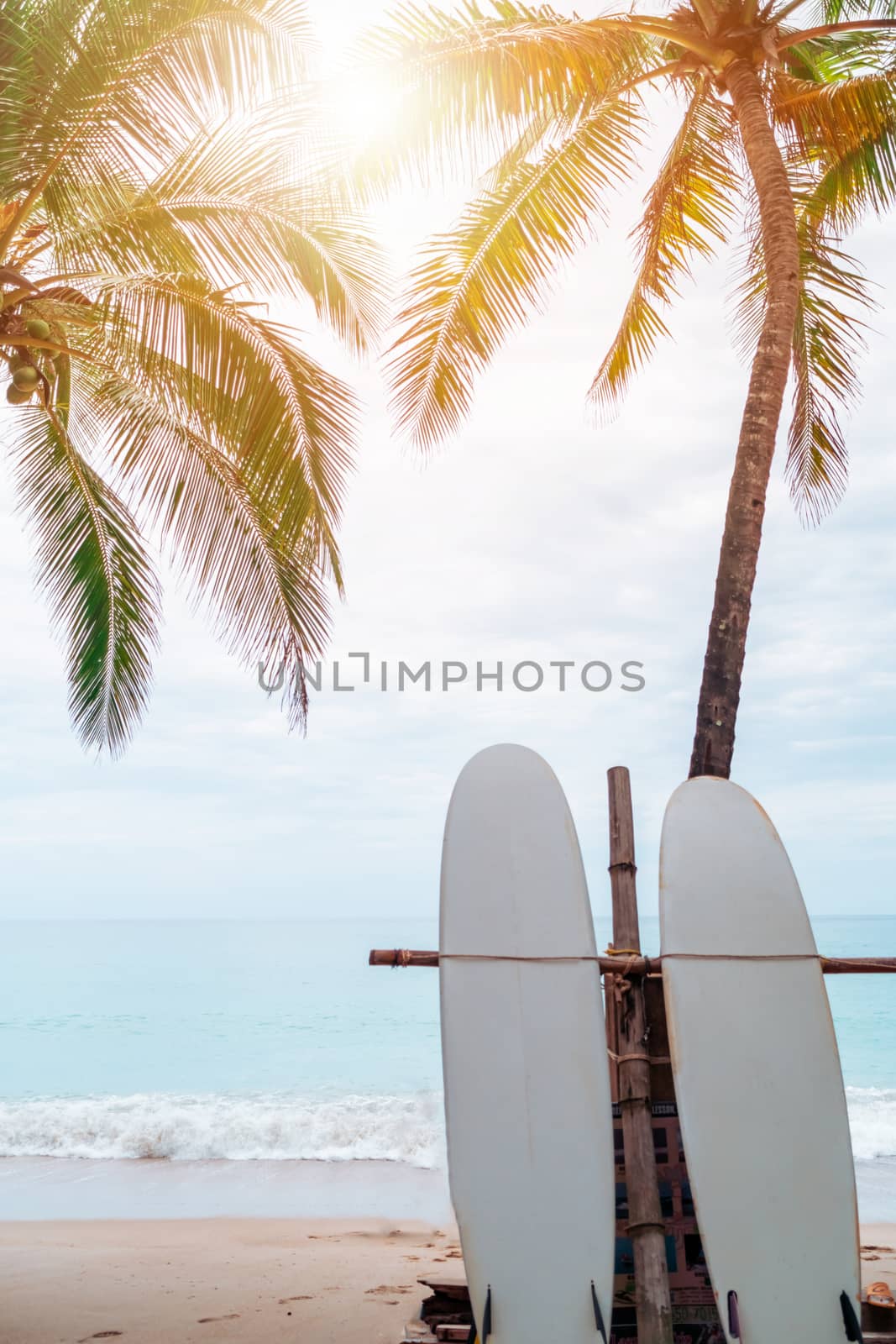 Many surfboards beside coconut trees at summer beach with sun light and blue sky background.