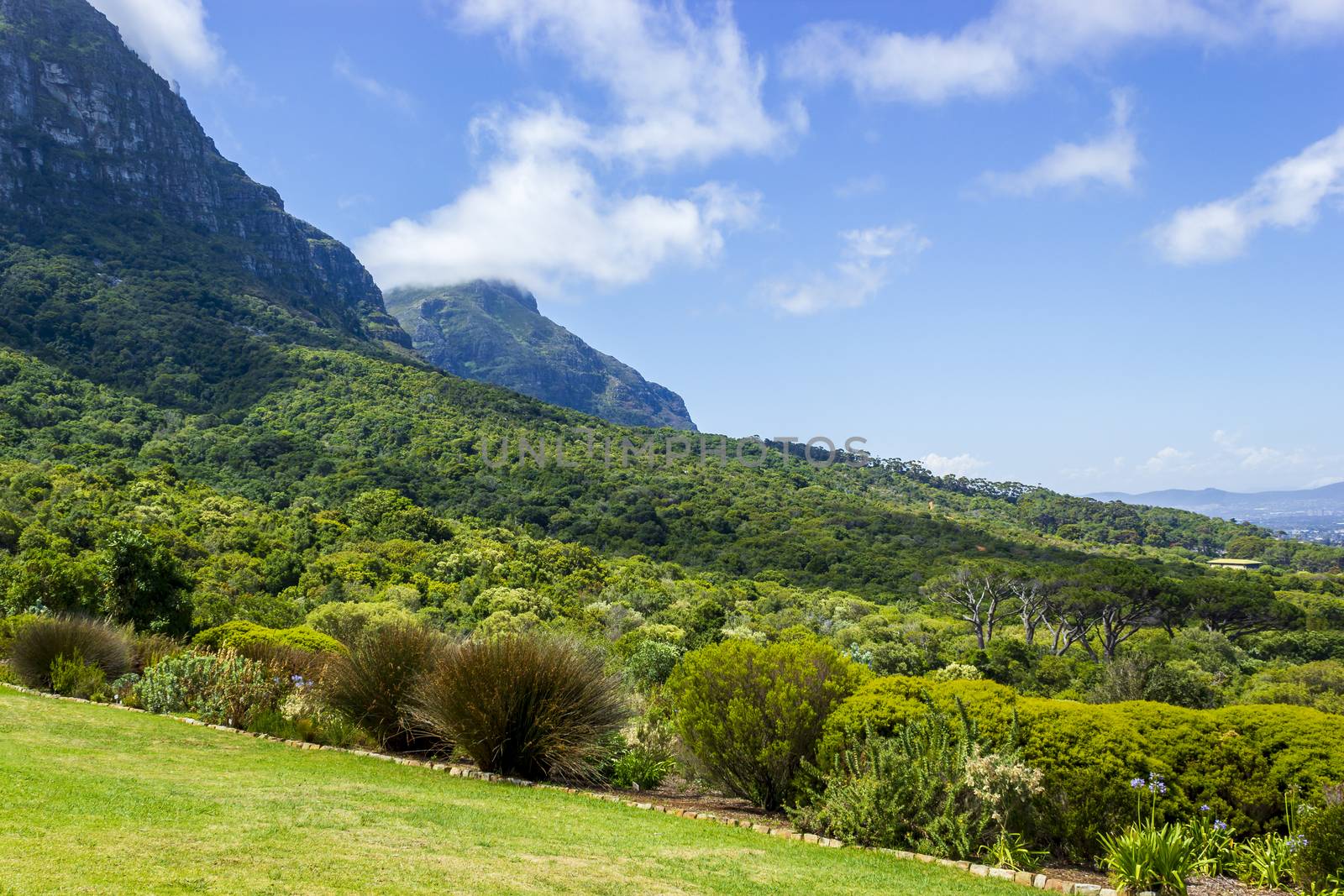 Mountains and trails Kirstenbosch National Botanical Garden, Cape Town, South Africa.