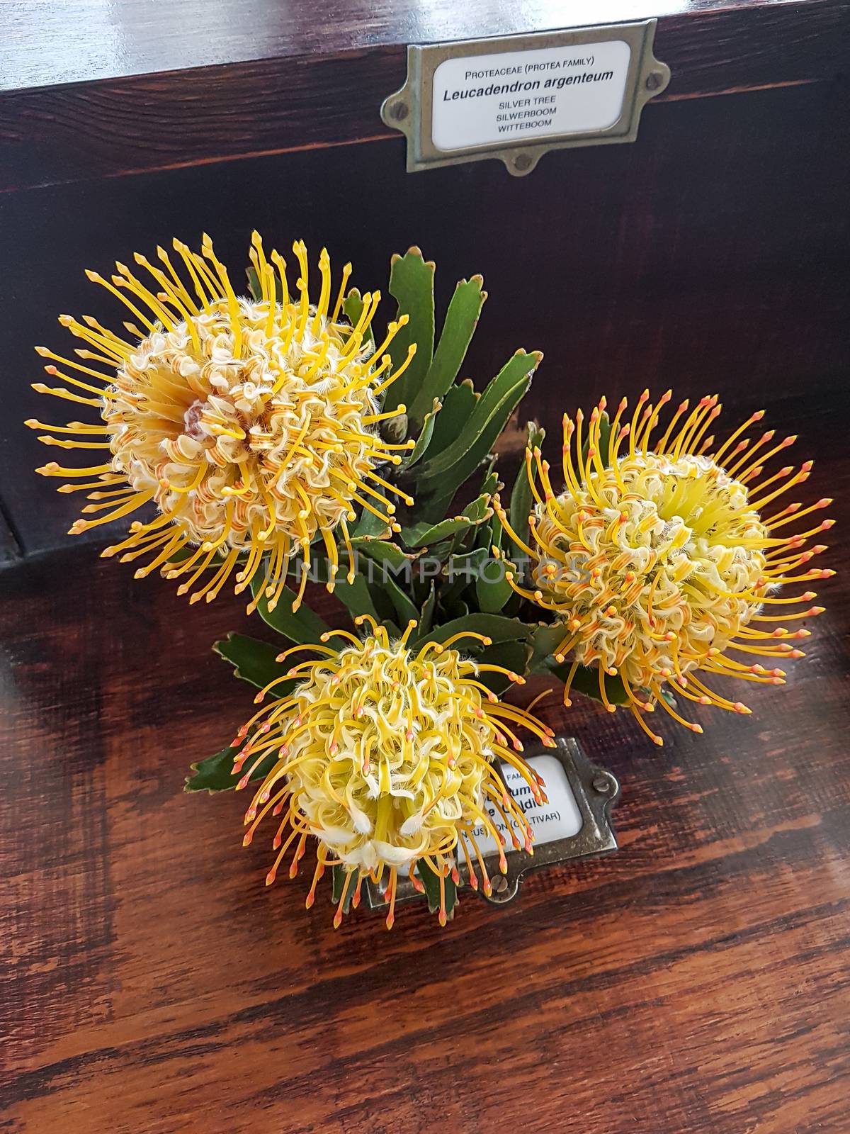 Leucospermum Patersonii Silveredge Pincushion Yellow Fynbos, Cape Town. by Arkadij