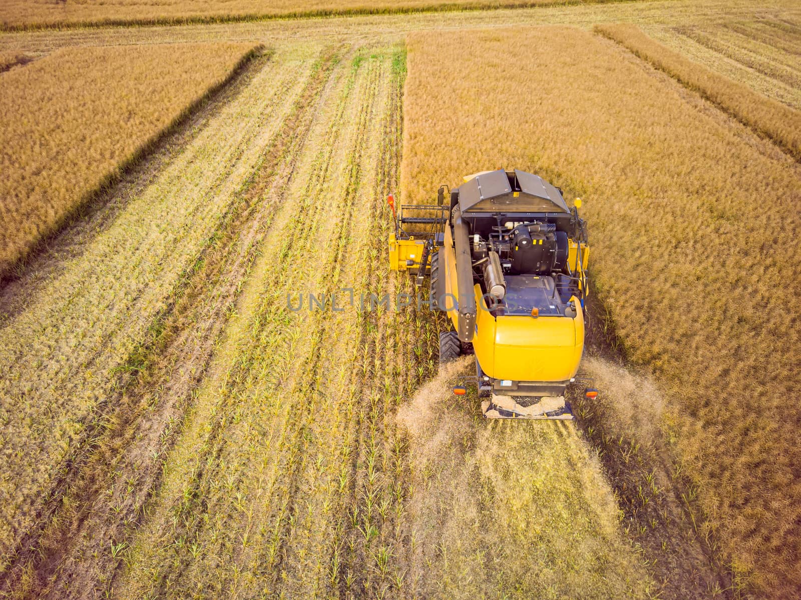 Combine Harvester Working on The Large Wheat Field. Aerial View of Combine Harvester.
