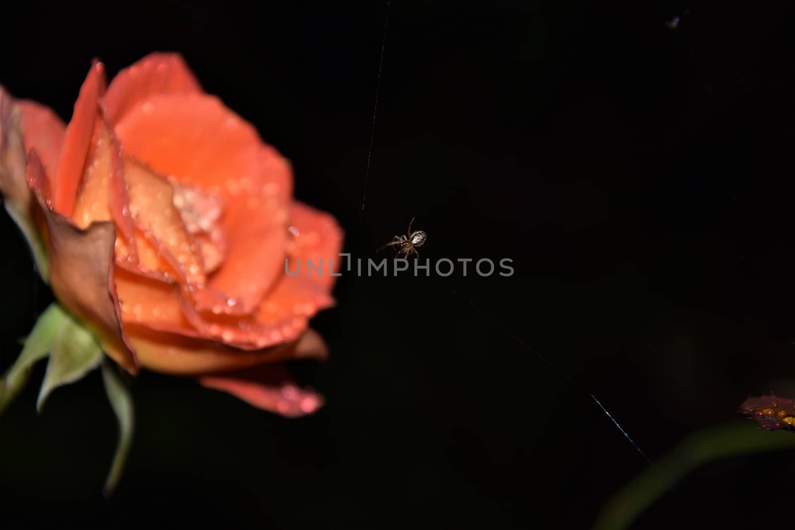Spider next to a blurry apricot rose at night against a dark background
