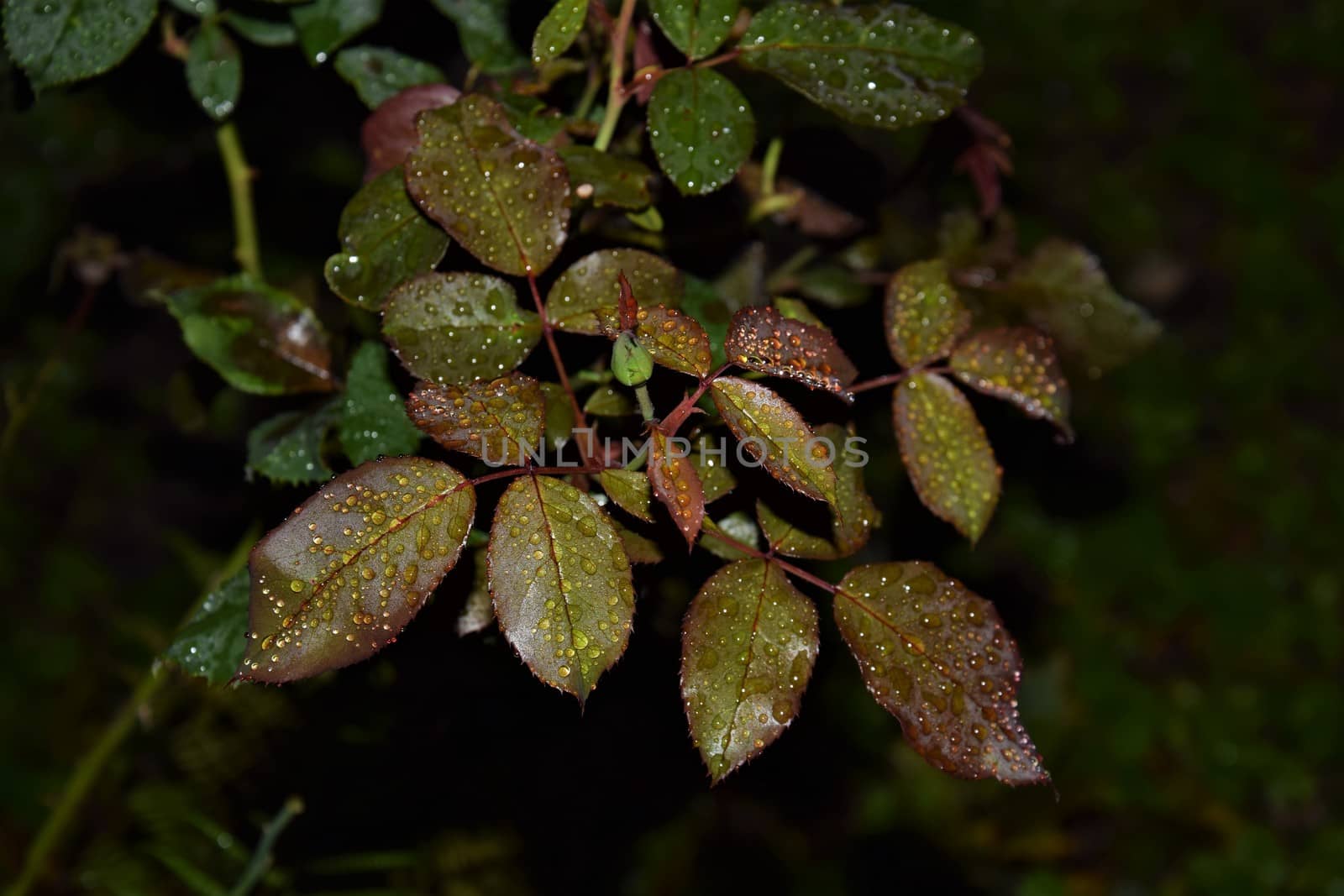 Some rose leafs after the rain with raindrops at night