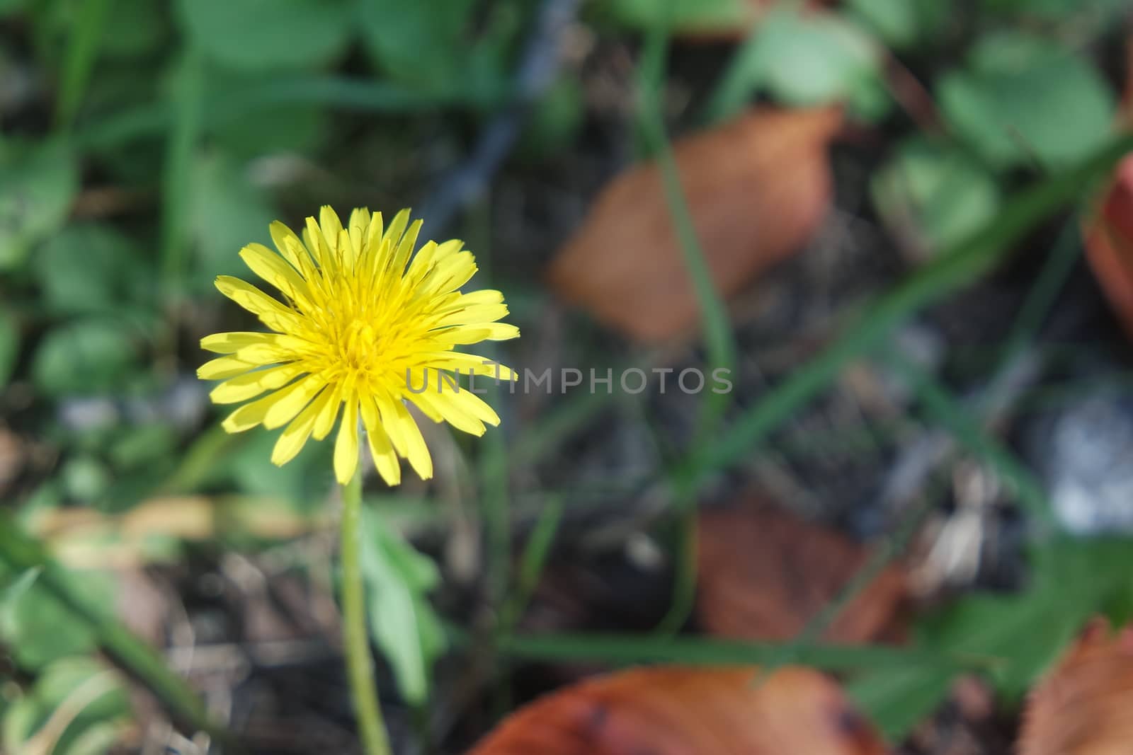 Closeup view of lovely yellow flower against a green leaves blurred background. This flower is found in South Korea.