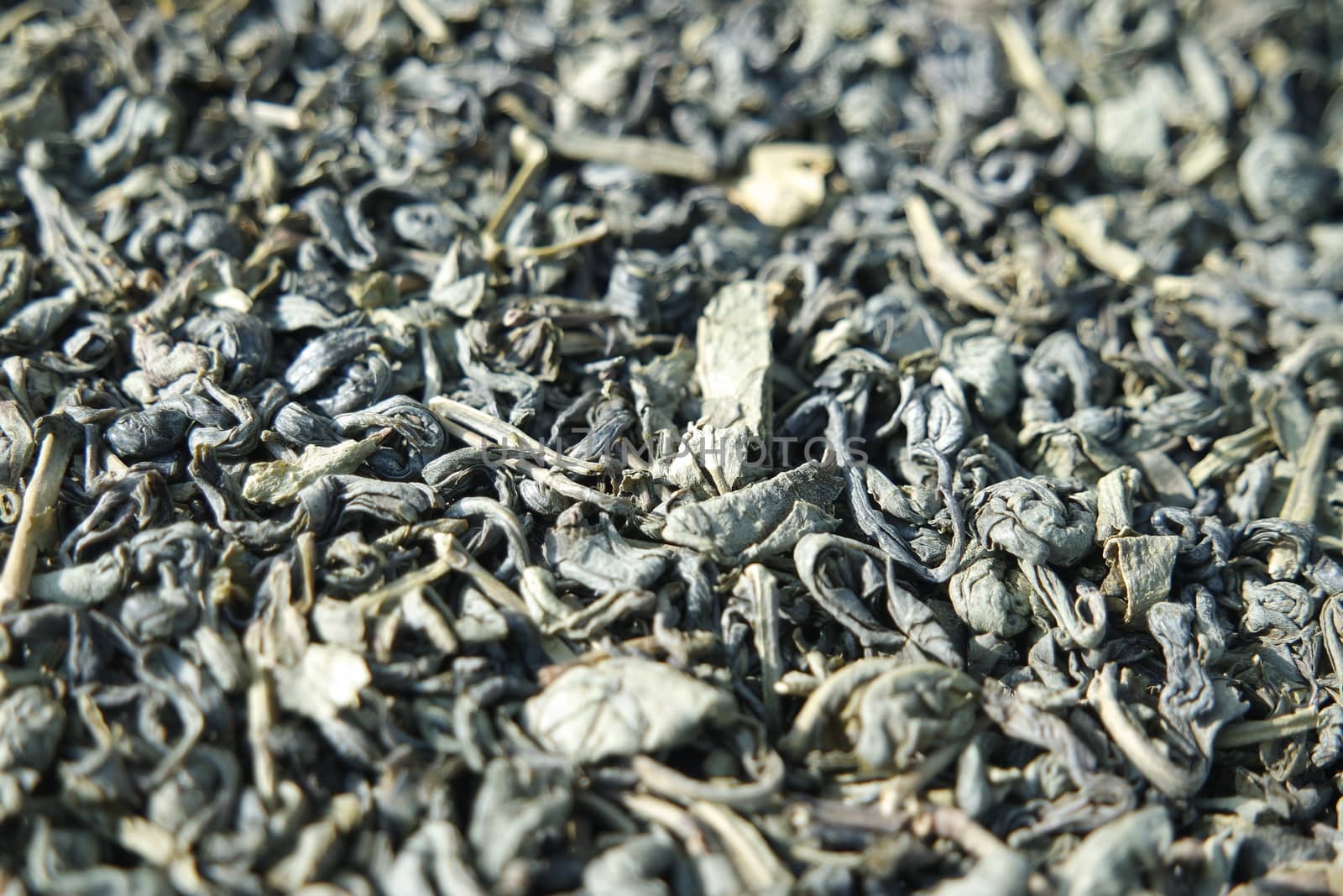Close-up view of green tea dried leaves. Green tea or stevia rebaudiana leaves are of great medical importance for health.