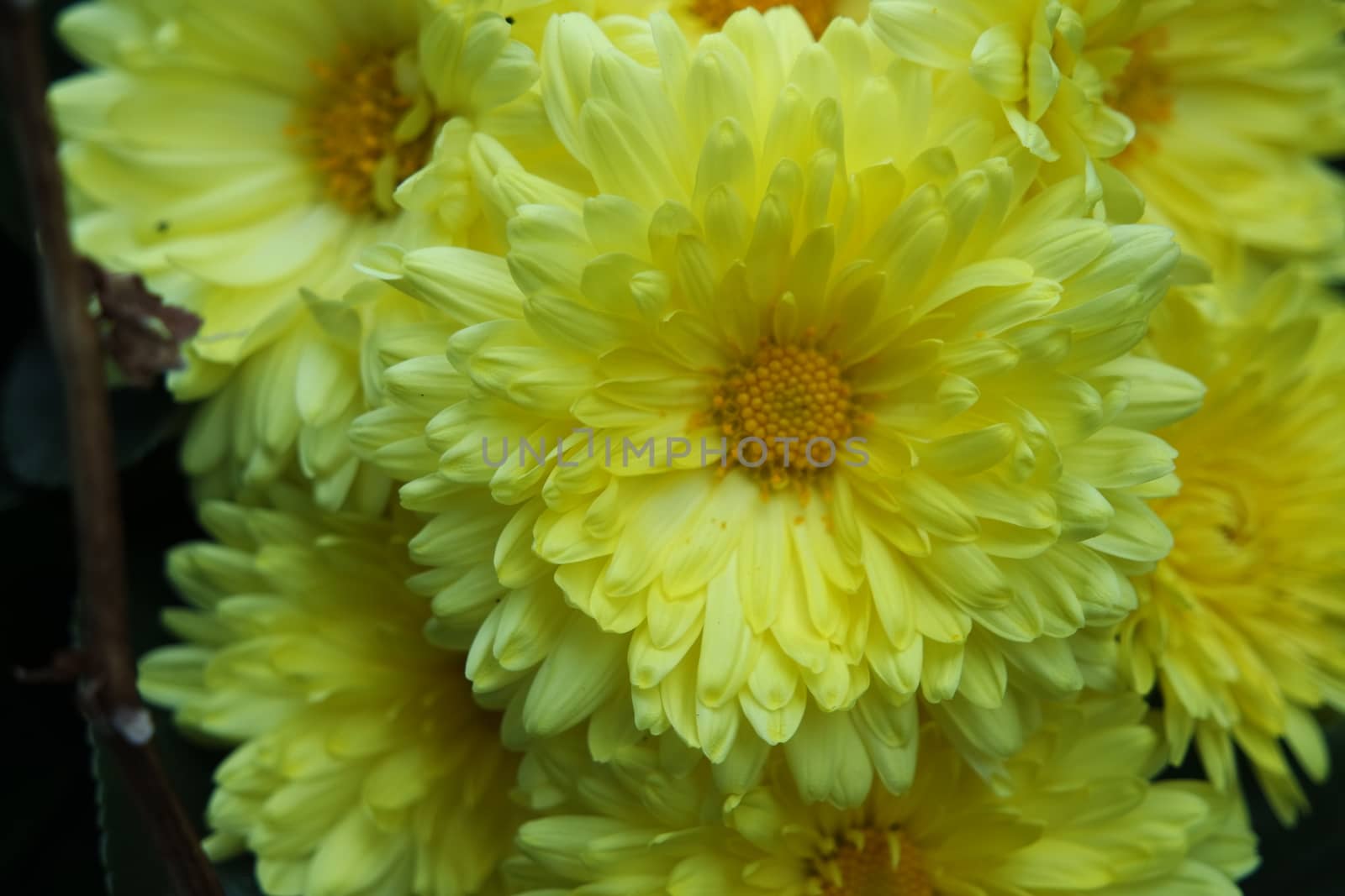 Closeup view of lovely yellow flower against a green leaves blurred background. This flower is found in South Korea.