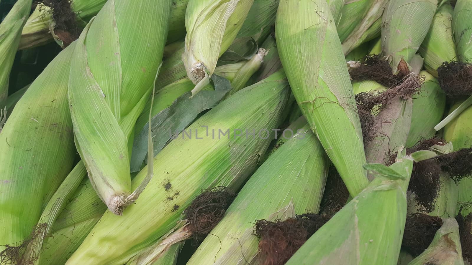 Closeup view of corncob surrounded with green leaves by Photochowk