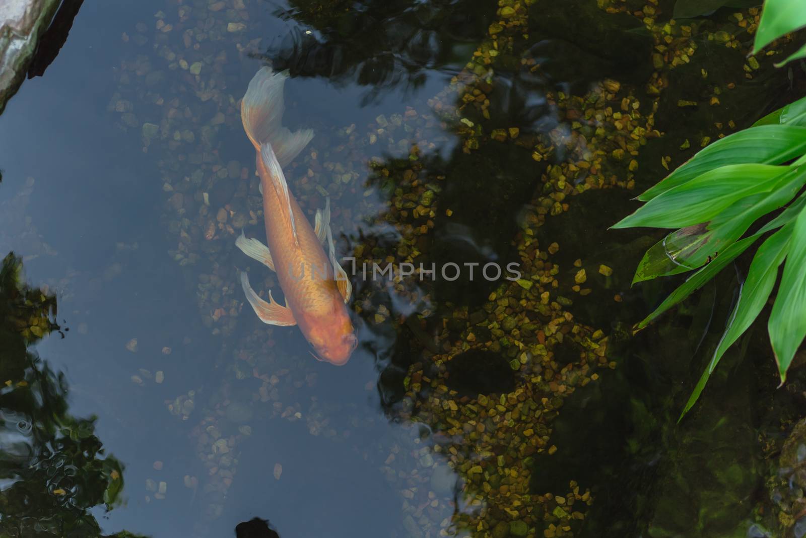 One koi fish swimming in landscaping pond or water garden near Dallas, Texas, America