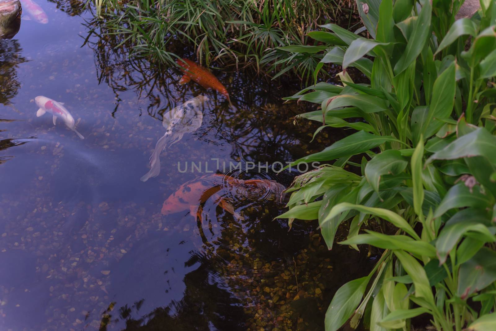 Tropical plant at water garden with colorful koi fishes swimming near Dallas, Texas, USA by trongnguyen