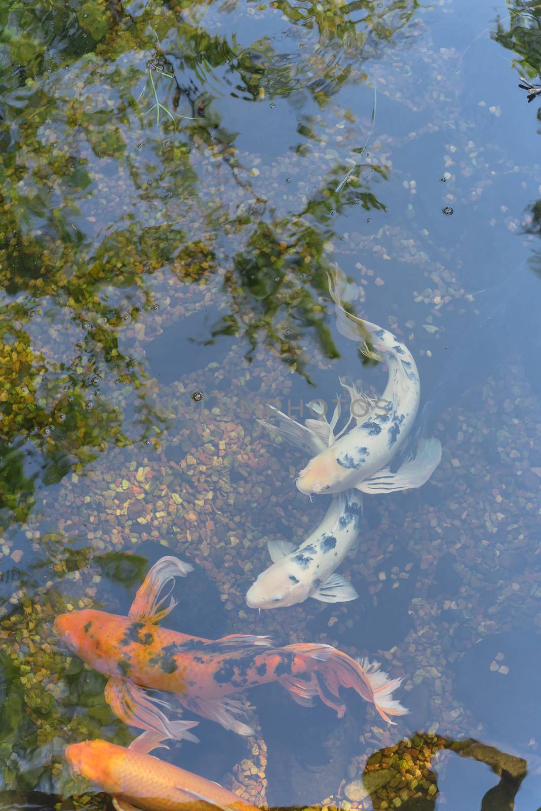 Mixed color beautiful koi fishes swimming at clear pond in botanic garden near Dallas, Texas, USA by trongnguyen